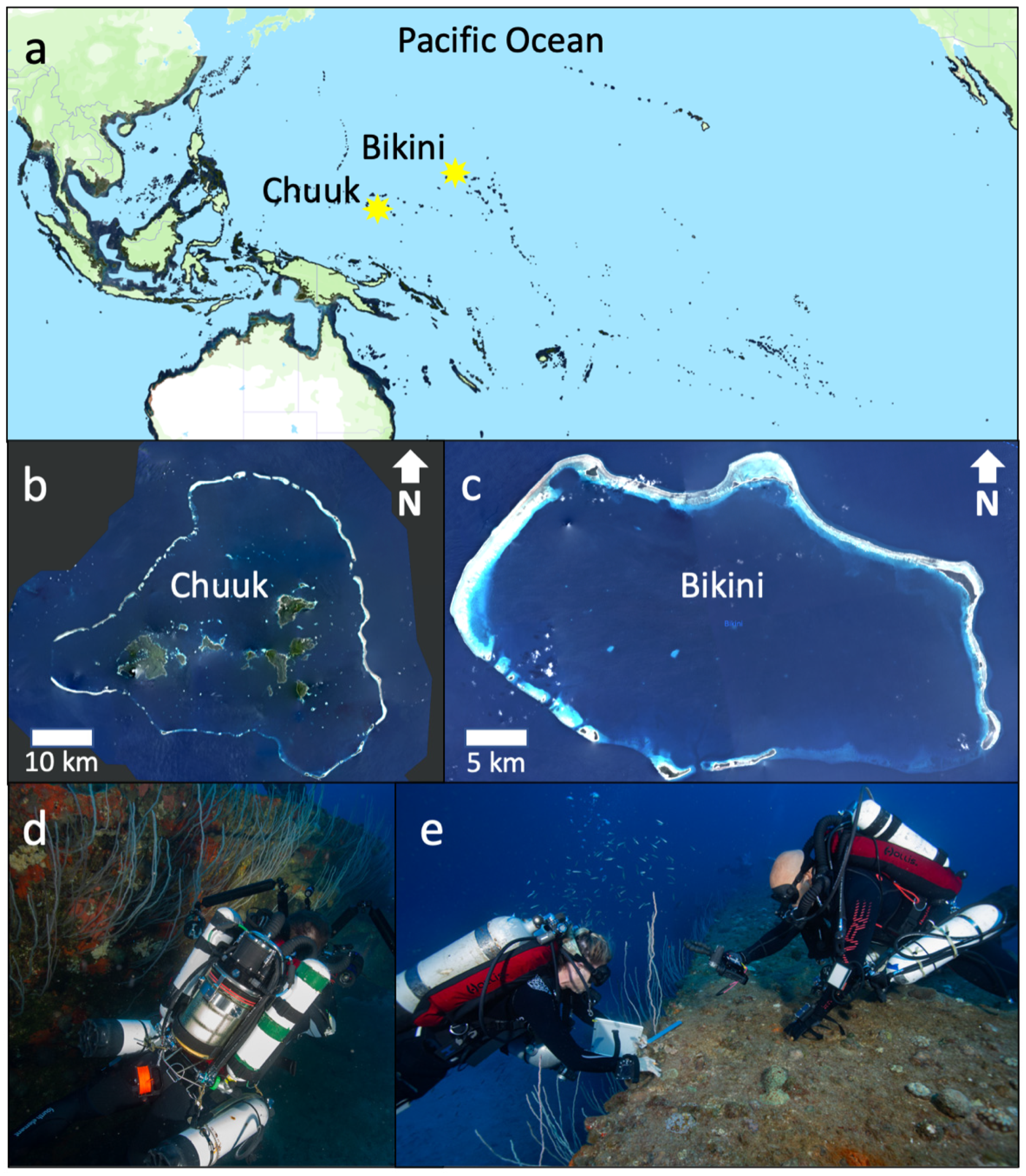 Diversity | Free Full-Text | Are Sunken Warships Biodiversity Havens for  Corals? | HTML