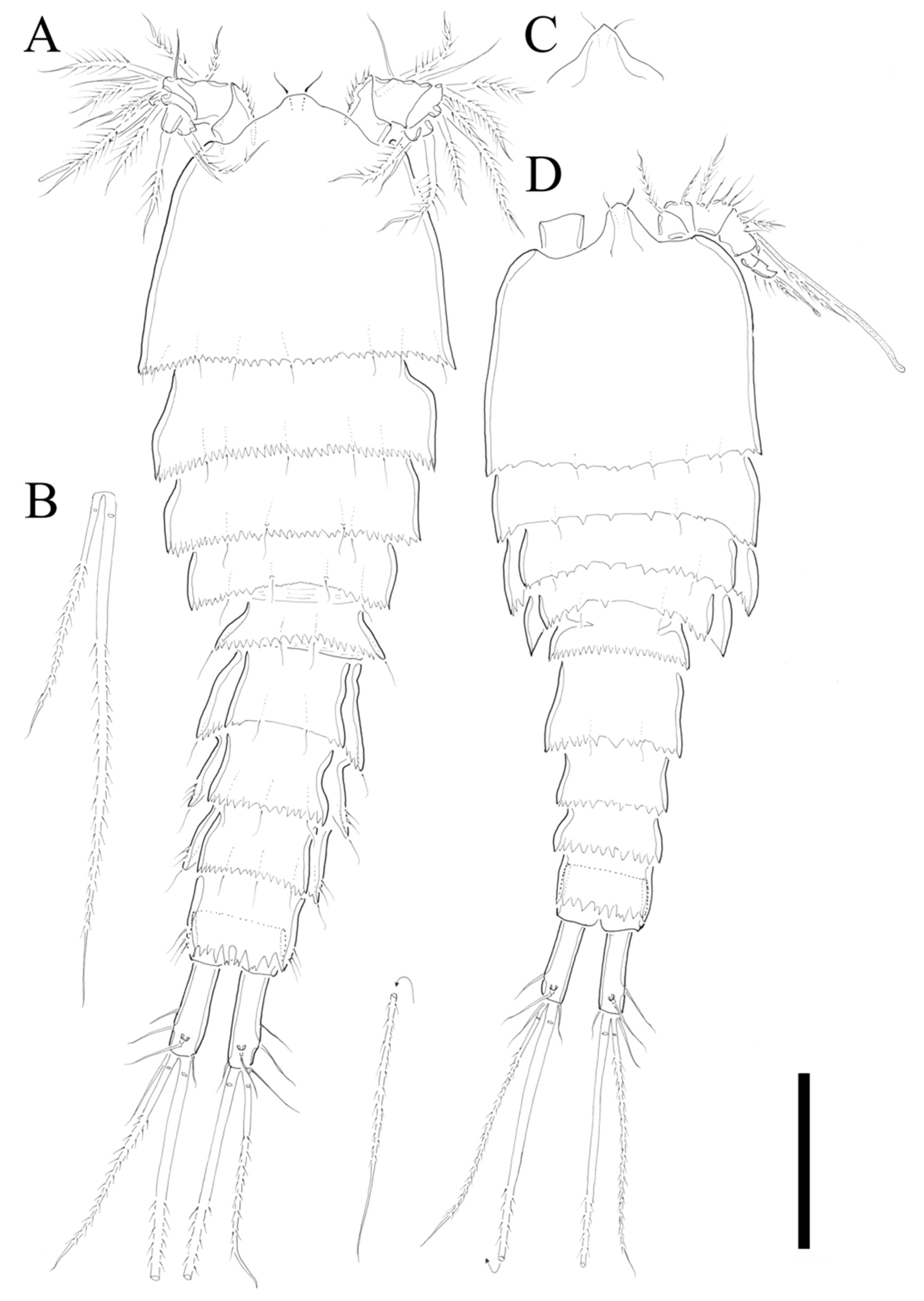 Pelagic copepod diversity (Crustacea: Copepoda) in the Southern Caribbean:  evidence of a pending assignment - Revista Mexicana de Biodiversidad