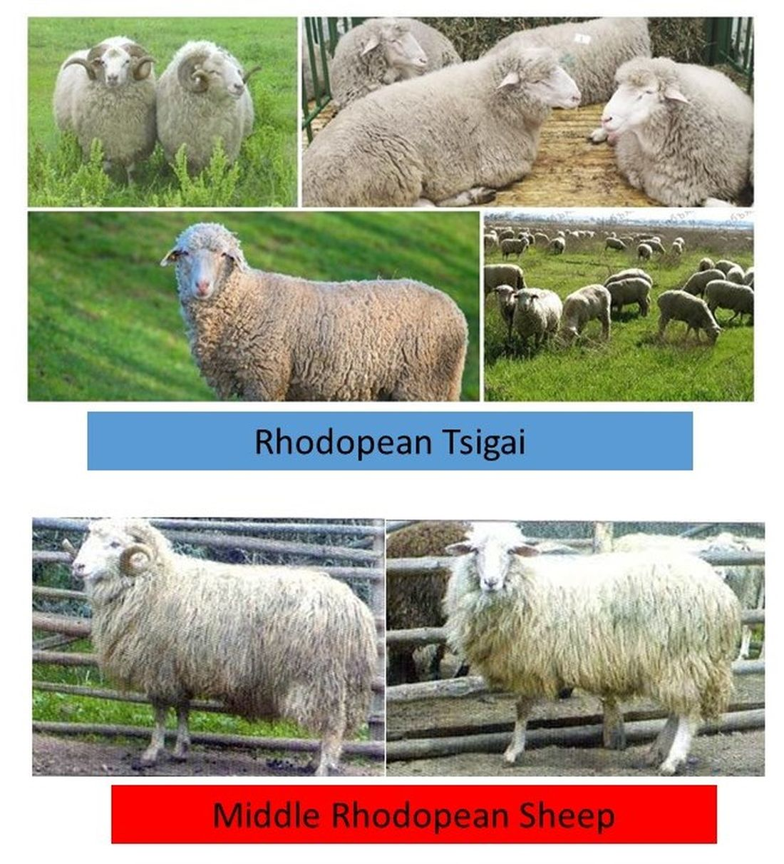 Diversity | Free Full-Text | Microsatellite Genotyping of Two Bulgarian  Sheep Breeds | HTML