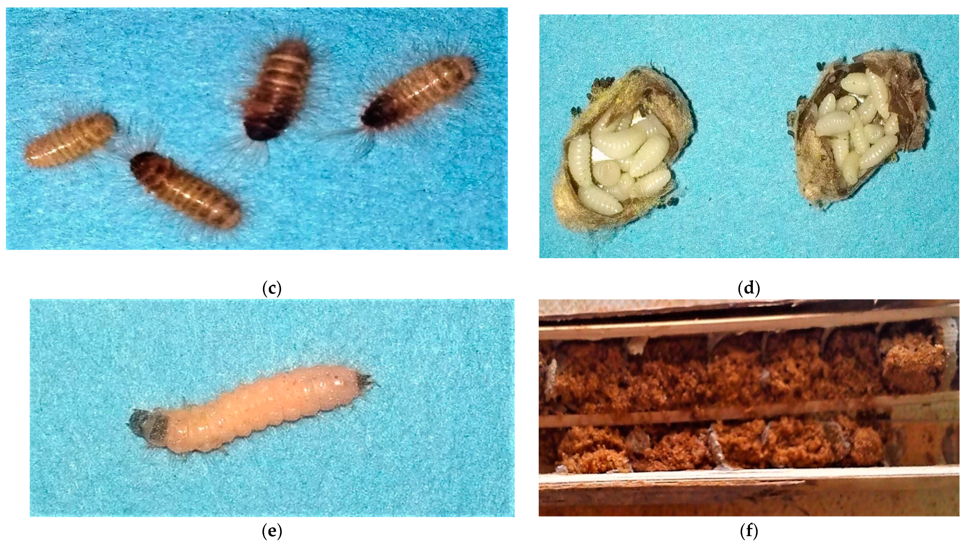 Diversity 14 00226 g007b