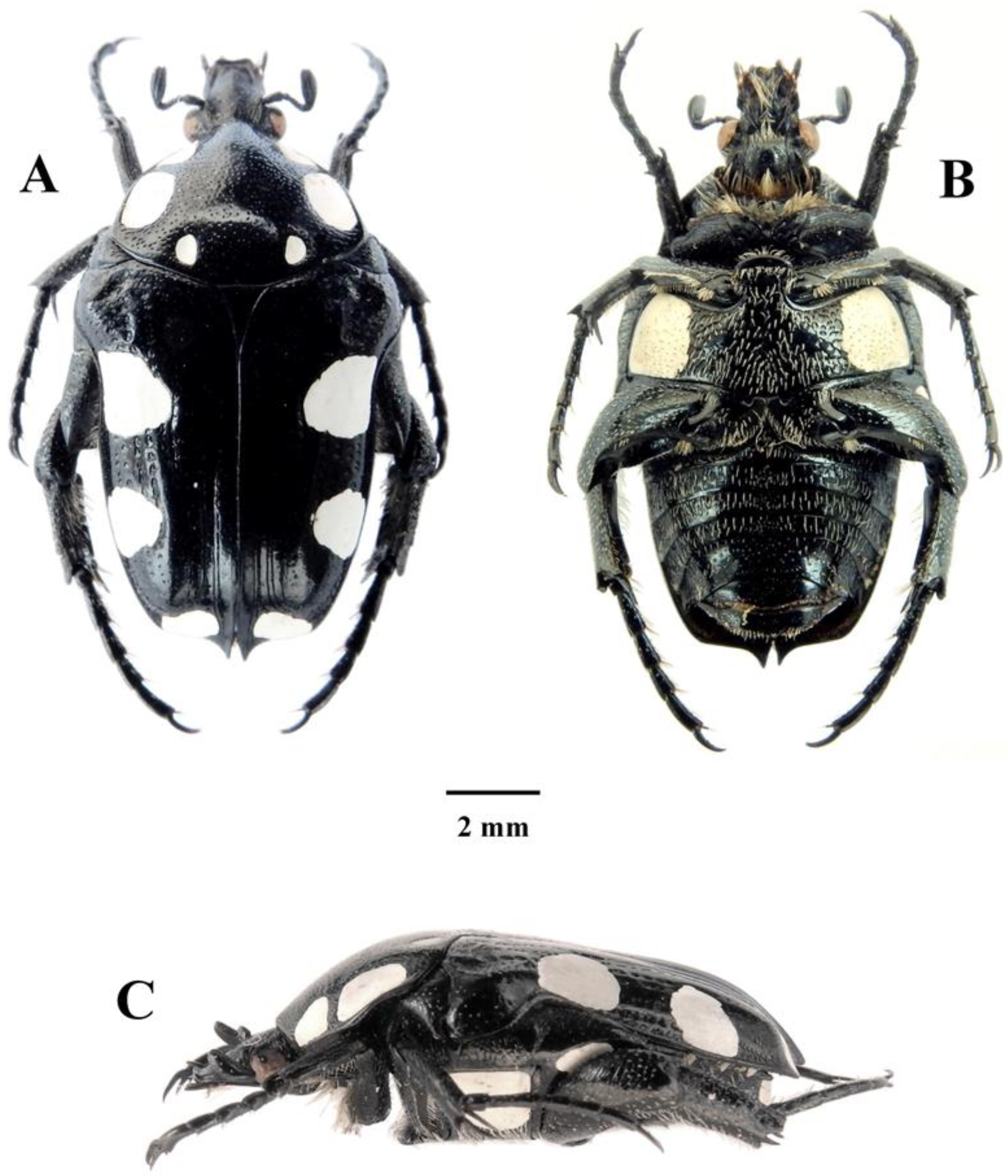 Diversity 14 00248 g005
