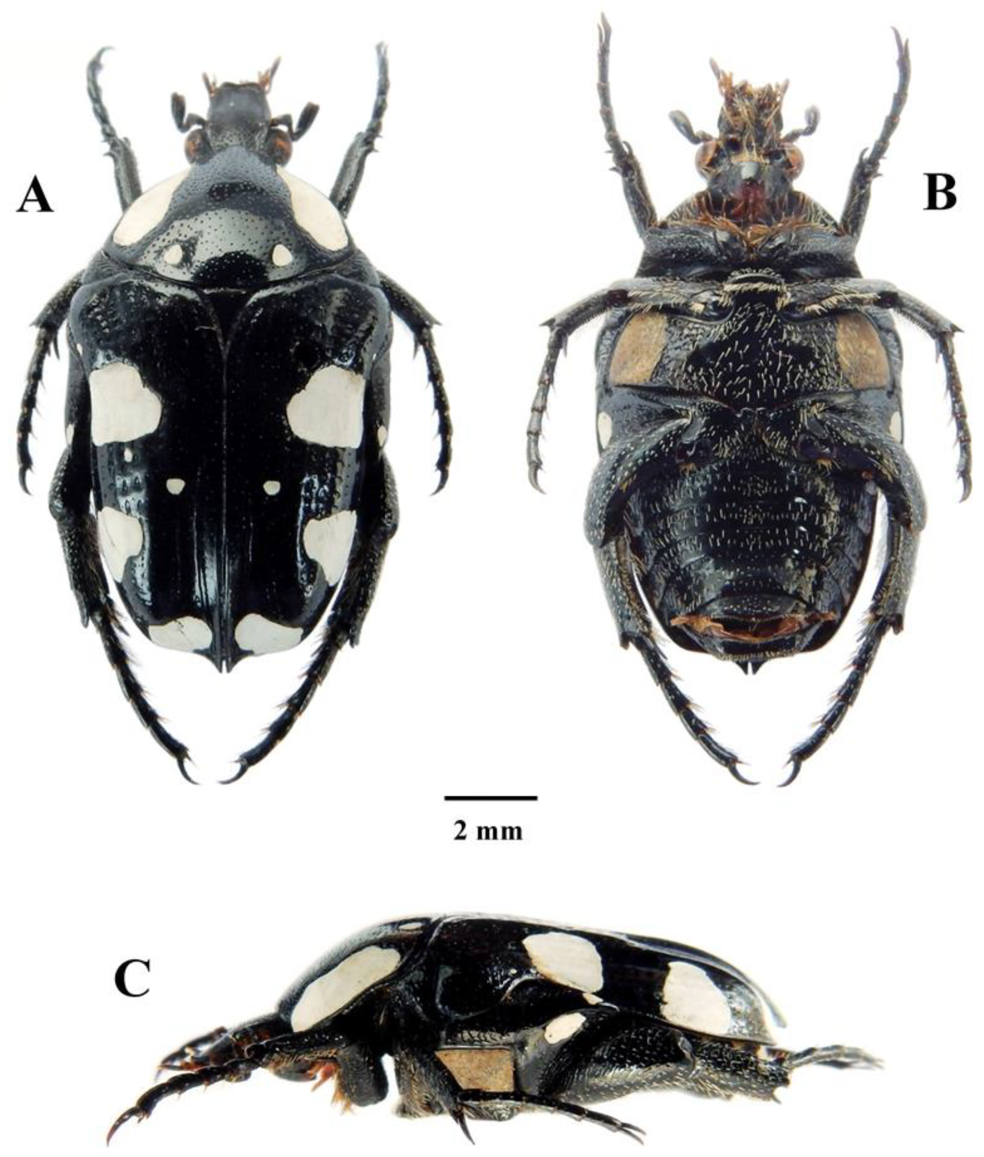 Diversity 14 00248 g007