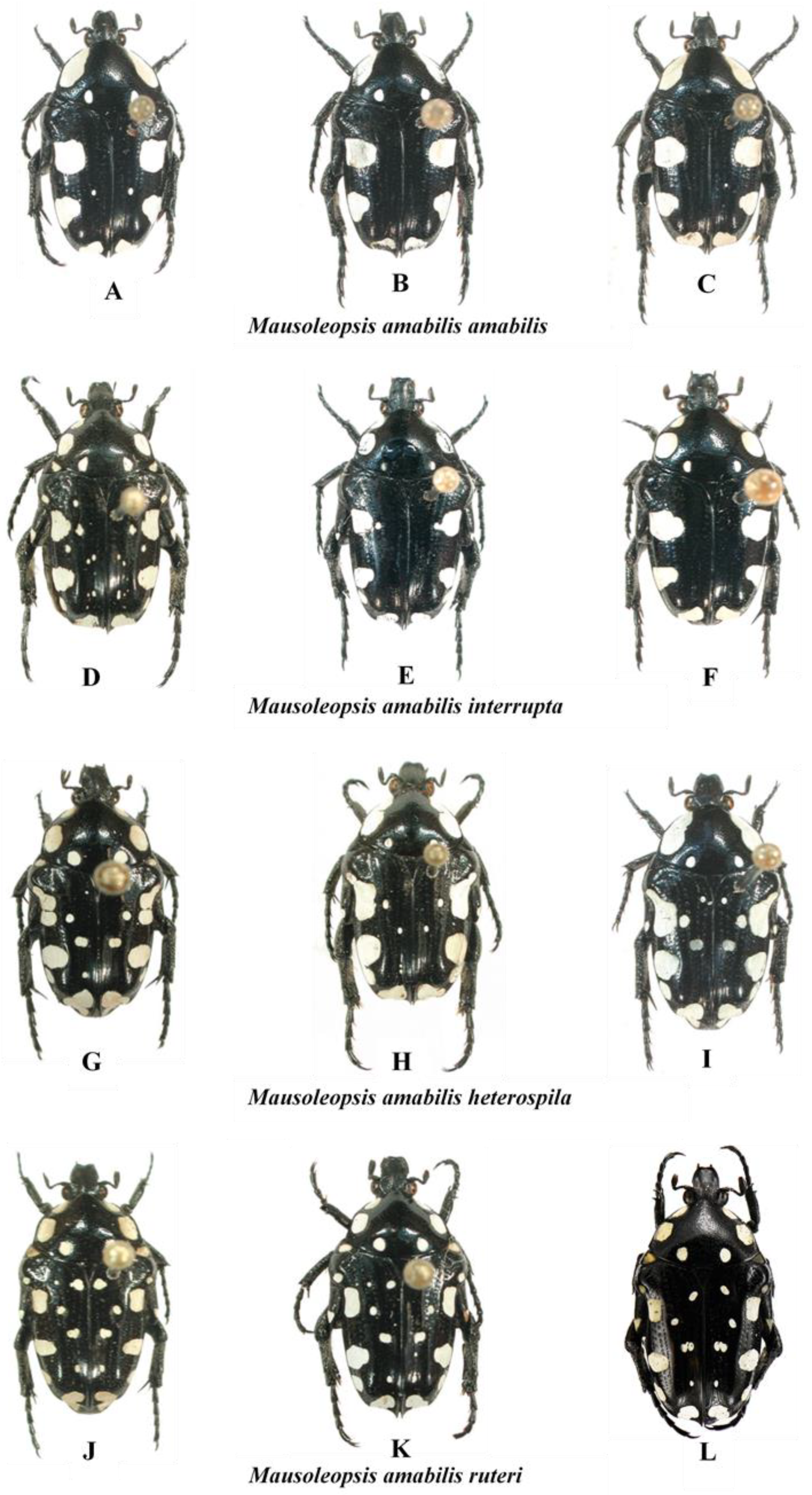 Diversity 14 00248 g010