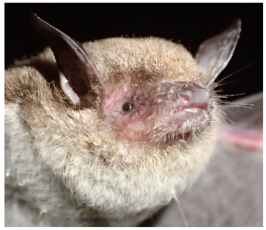 The use of mist nets for catching bats: «typical» ways of setting