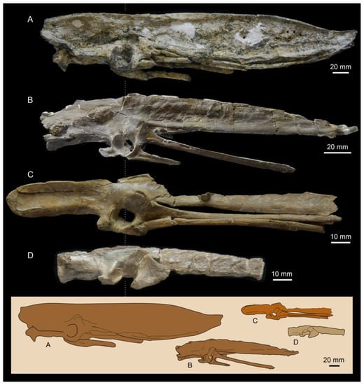 Diversity | Free Full-Text | The Hesperornithiformes: A Review of the ...