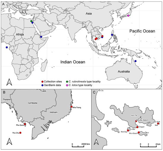 Diversity | Special Issue : Systematics and Evolution of Gastropods