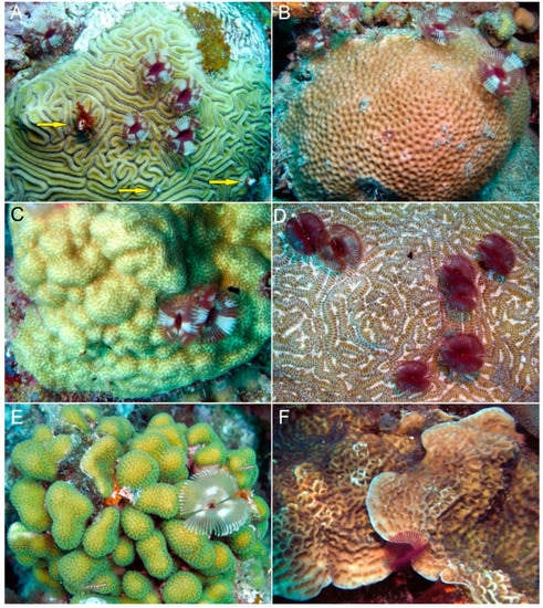 Diversity | Free Full-Text | Morphological Modifications and Injuries ...