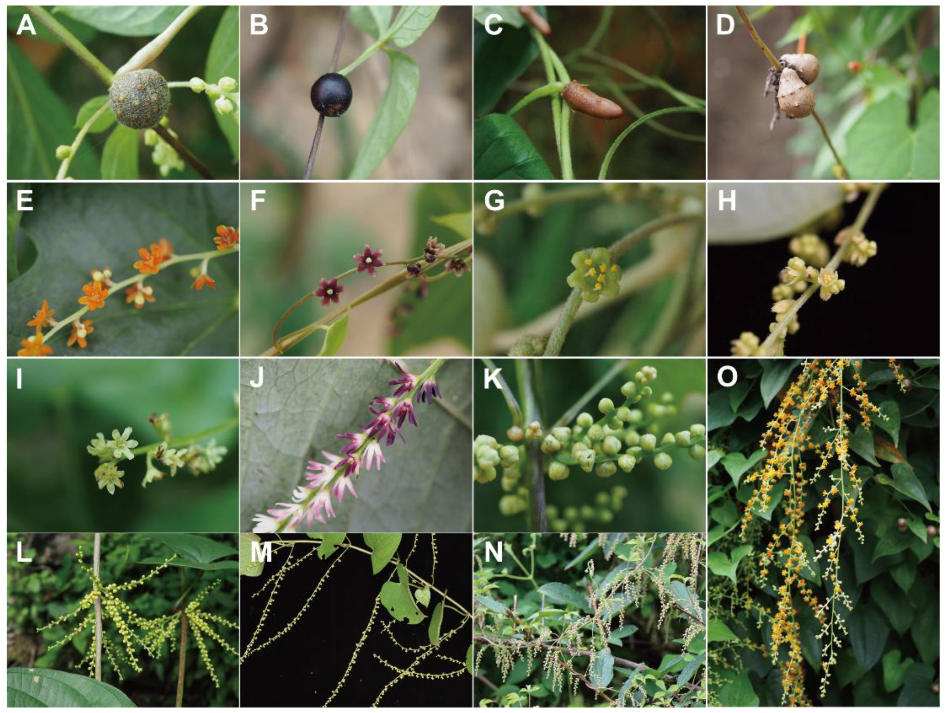 Diversity 14 00349 g001 Diversity 14 00349 g001