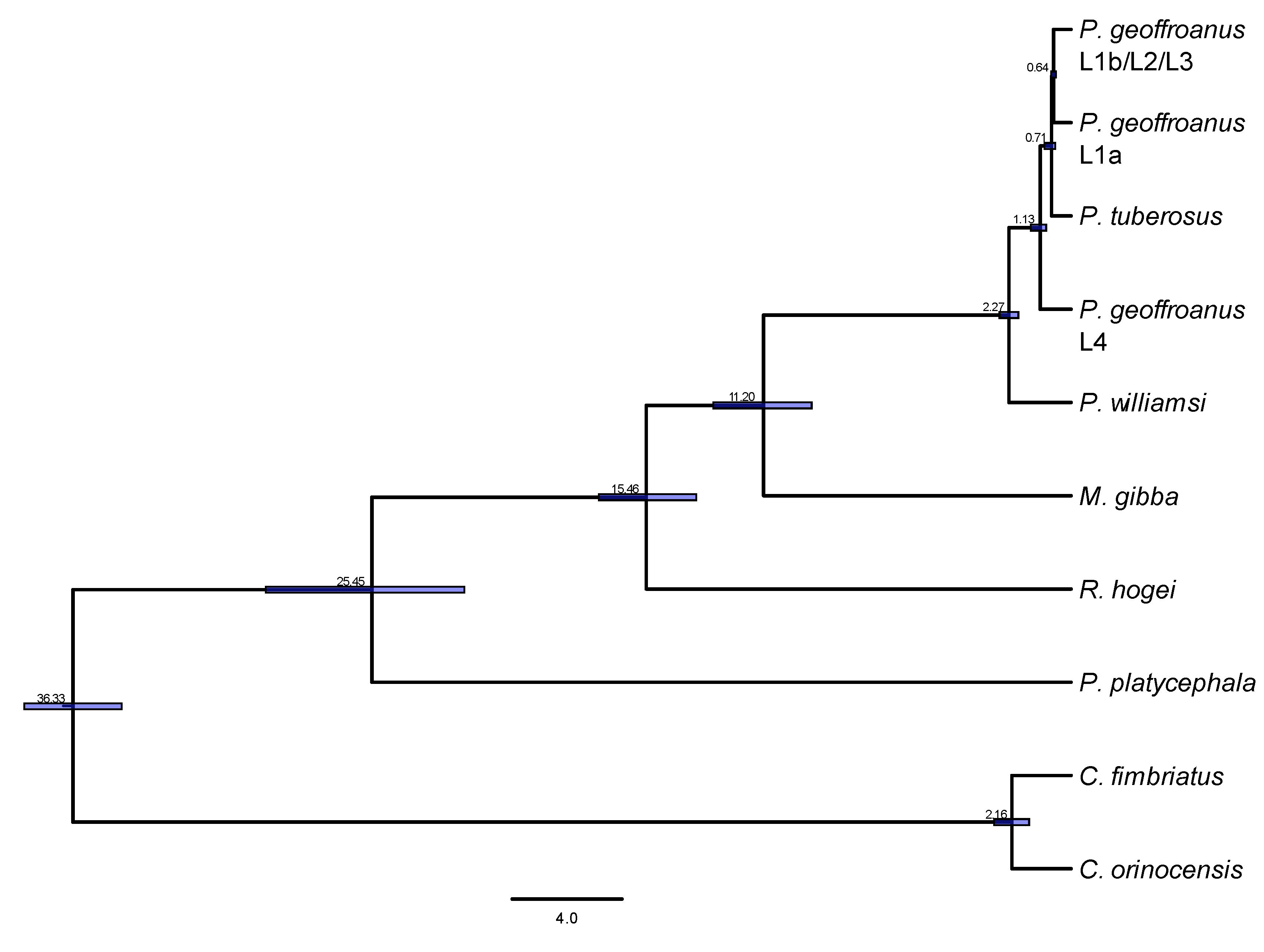 Mitogenomics of historical type specimens of Australasian turtles:  clarification of taxonomic confusion and old mitochondrial introgression