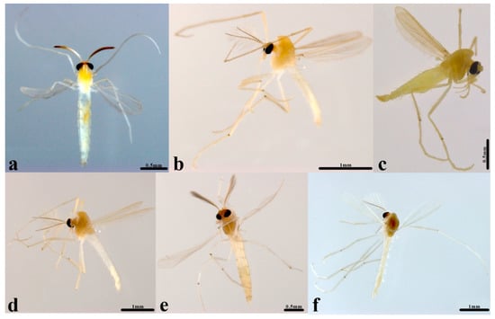 Diversity | Free Full-Text | Review of the Rheotanytarsus muscicola ...