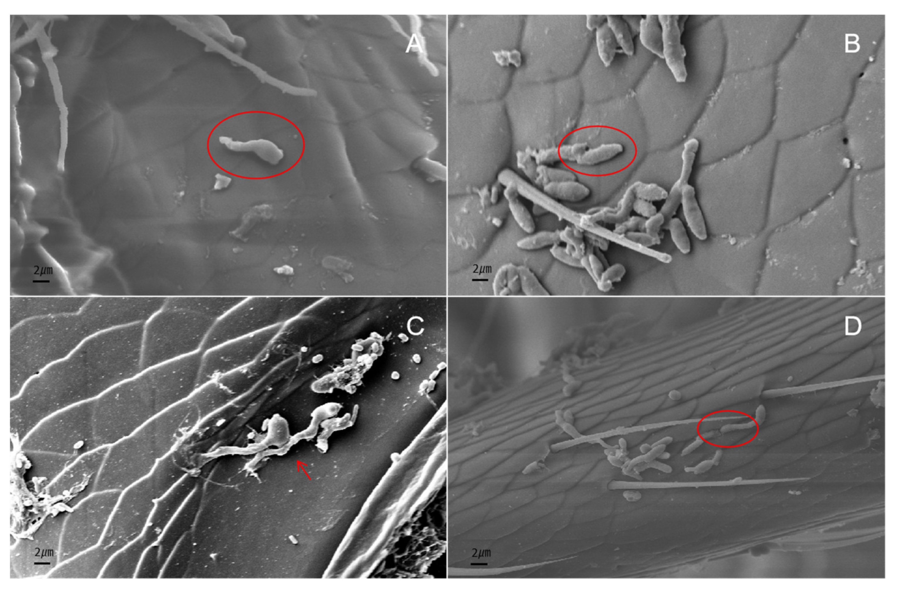 Diversity 14 00464 g007 Diversity 14 00464 g007