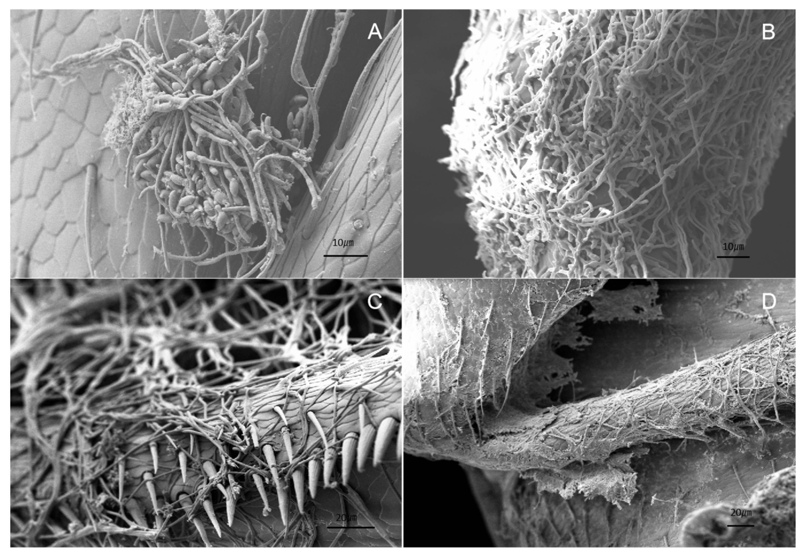 Diversity 14 00464 g008 Diversity 14 00464 g008