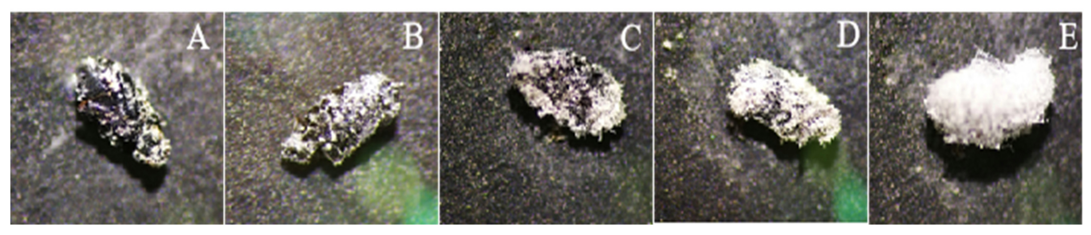 Diversity 14 00464 g009 Diversity 14 00464 g009