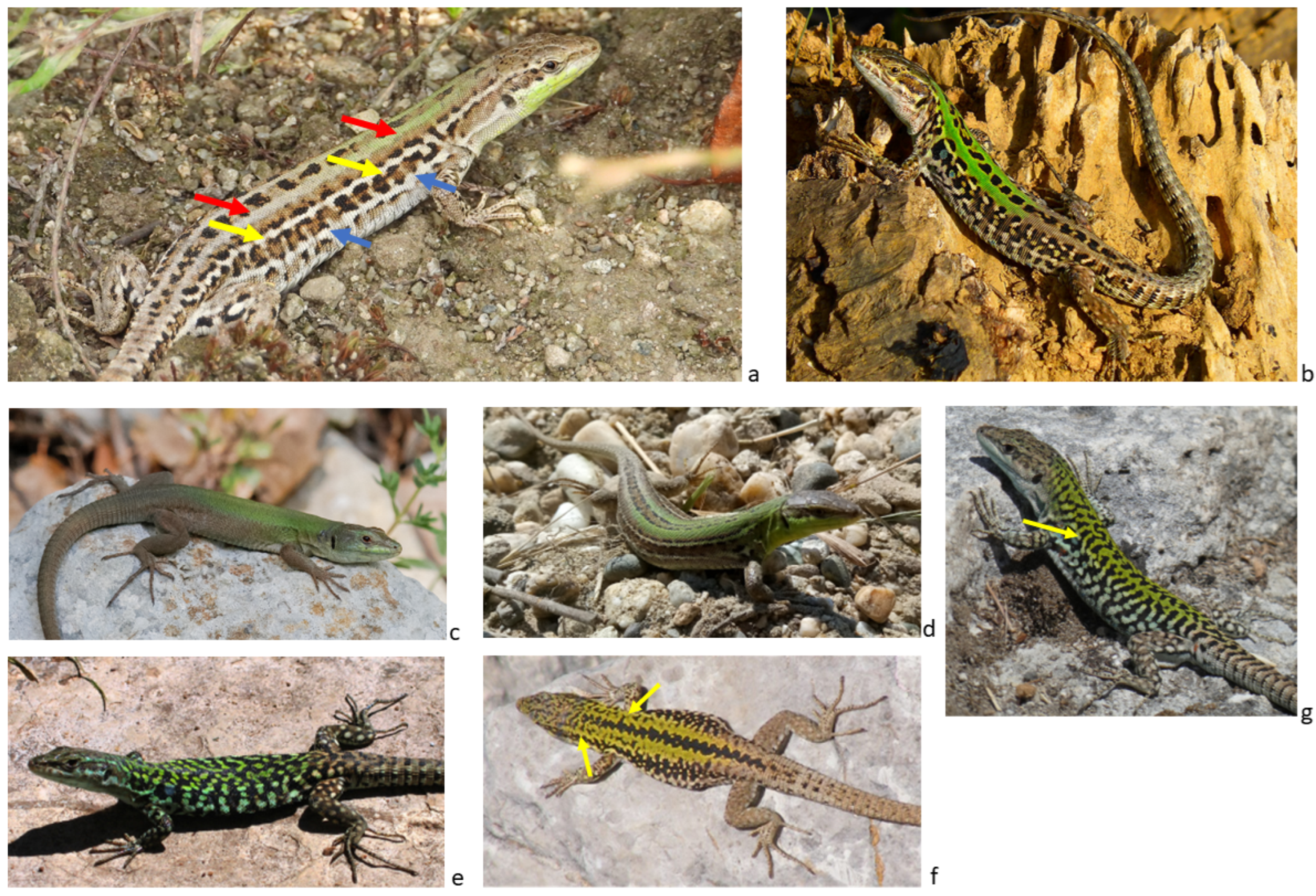Diversity | Free Full-Text | Phylogeographic and Bioclimatic Determinants  of the Dorsal Pattern Polymorphism in the Italian Wall Lizard, Podarcis  siculus