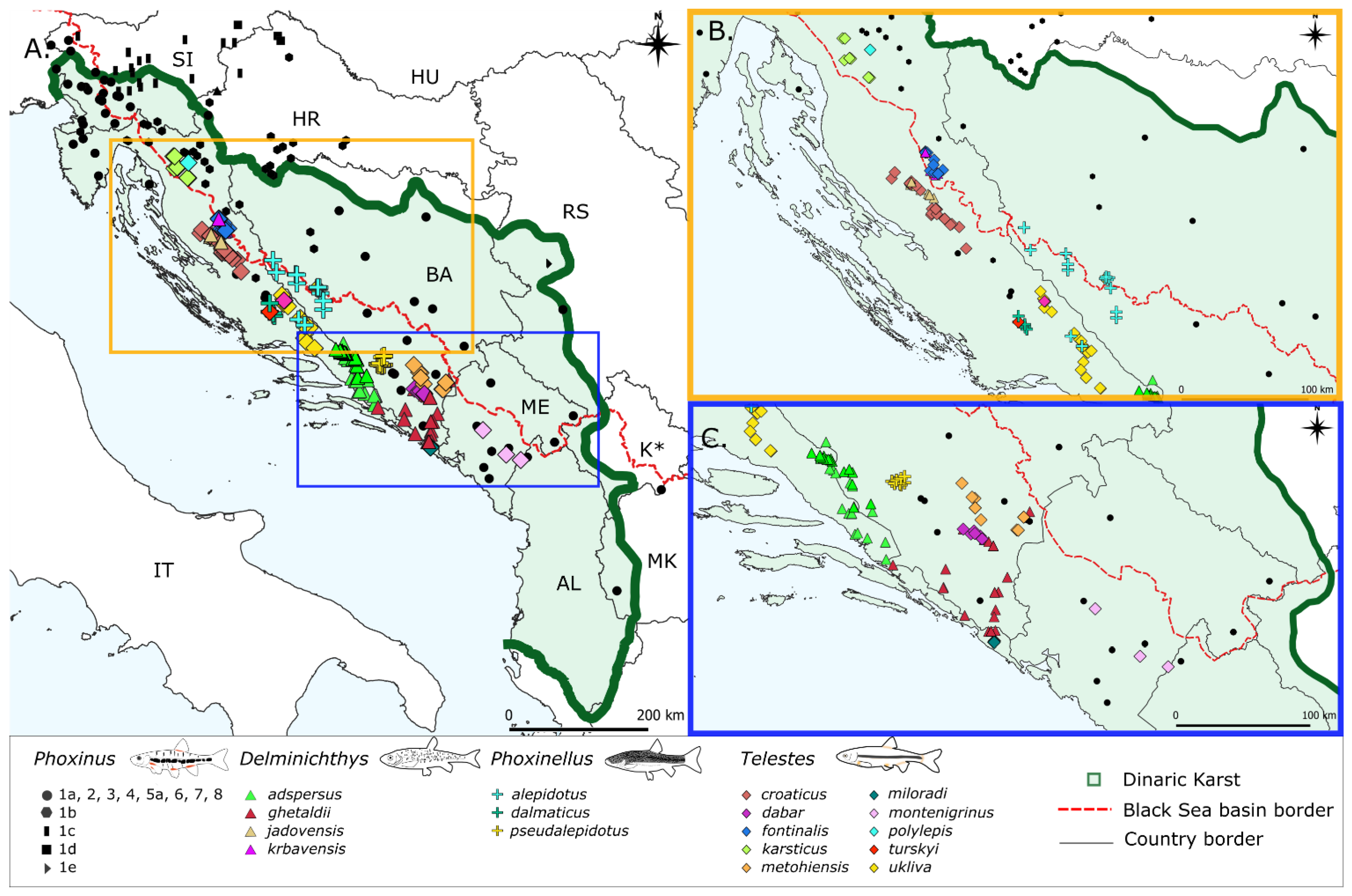 Diversity | Free Full-Text | Comparative Phylogeography of Phoxinus,  Delminichthys, Phoxinellus and Telestes in Dinaric Karst: Which Factors  Have Influenced Their Current Distributions? | HTML