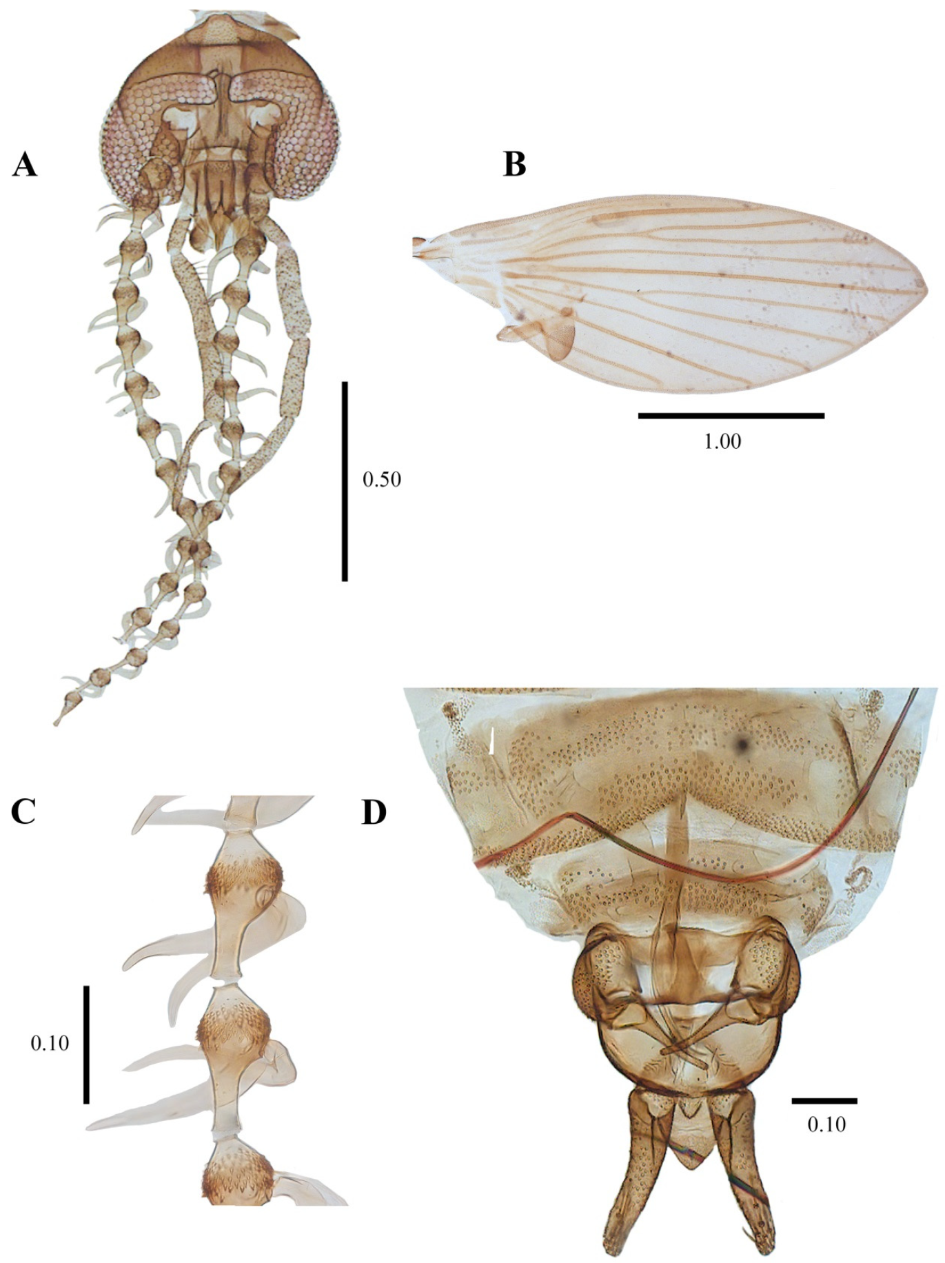 Diversity 14 00532 g004 Diversity 14 00532 g004