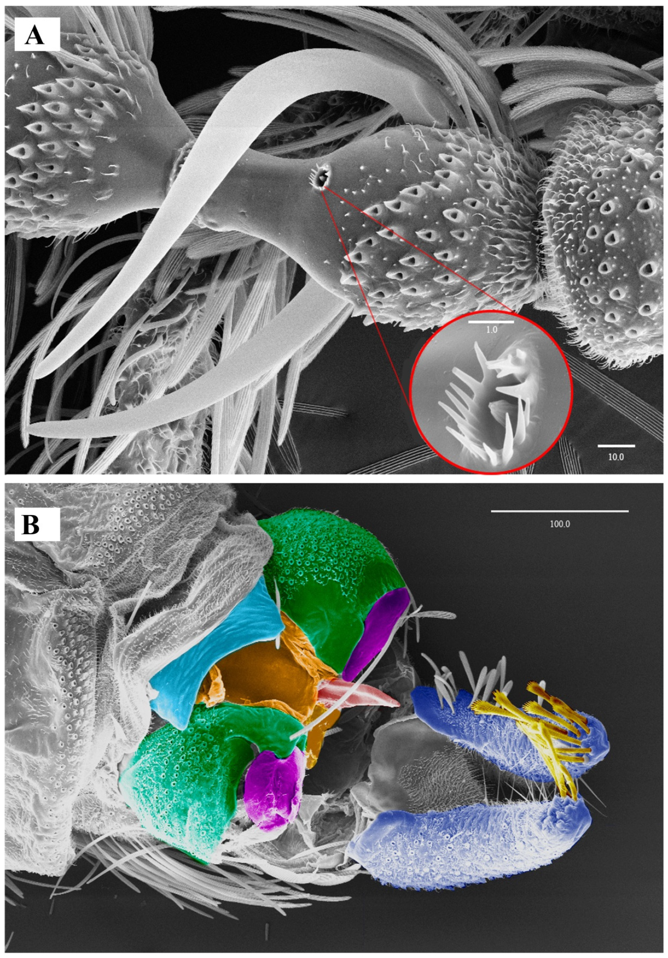 Diversity 14 00532 g006 Diversity 14 00532 g006
