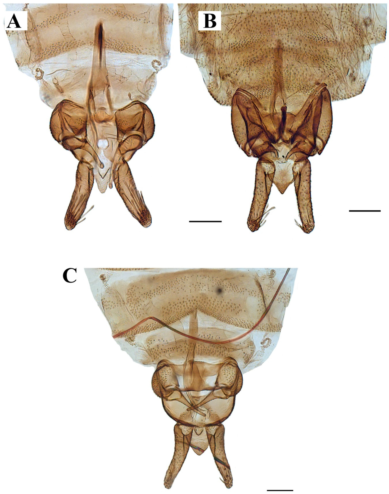 Diversity 14 00532 g009 Diversity 14 00532 g009