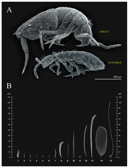 Neotropical Cyphoderus (Collembola: Paronellidae), with Comments