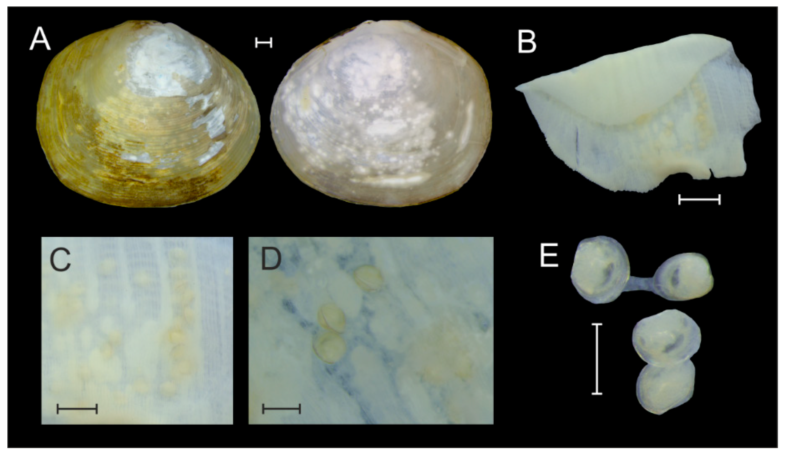 Diversity Free Full-Text Reproductive Mode of Corbicula tobae (Martens, 1900) Brooding and Larval Morphology in Lake Toba (Indonesia) picture picture