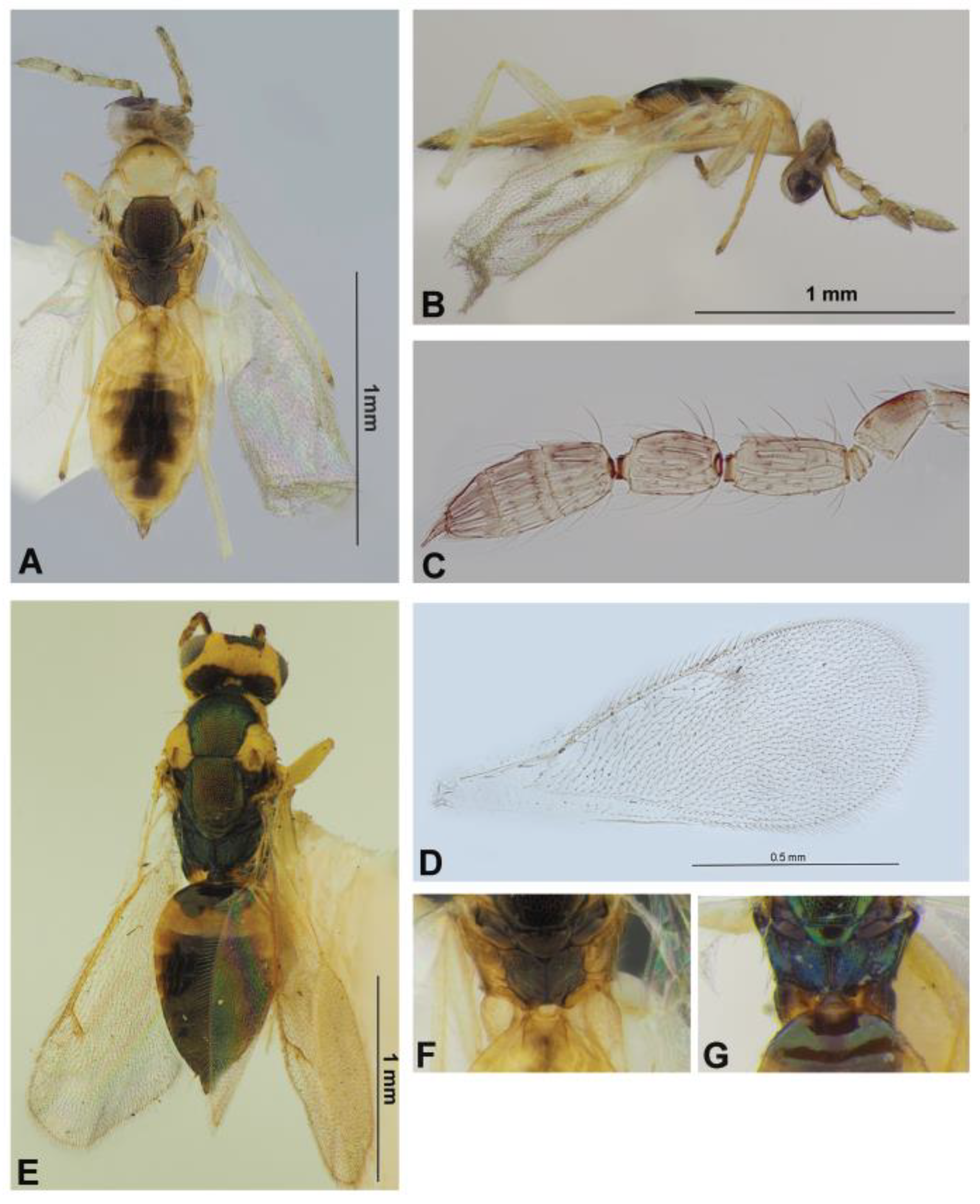 Mifune Dolphins vs. Nijigaoka Beetles, Major Wiki