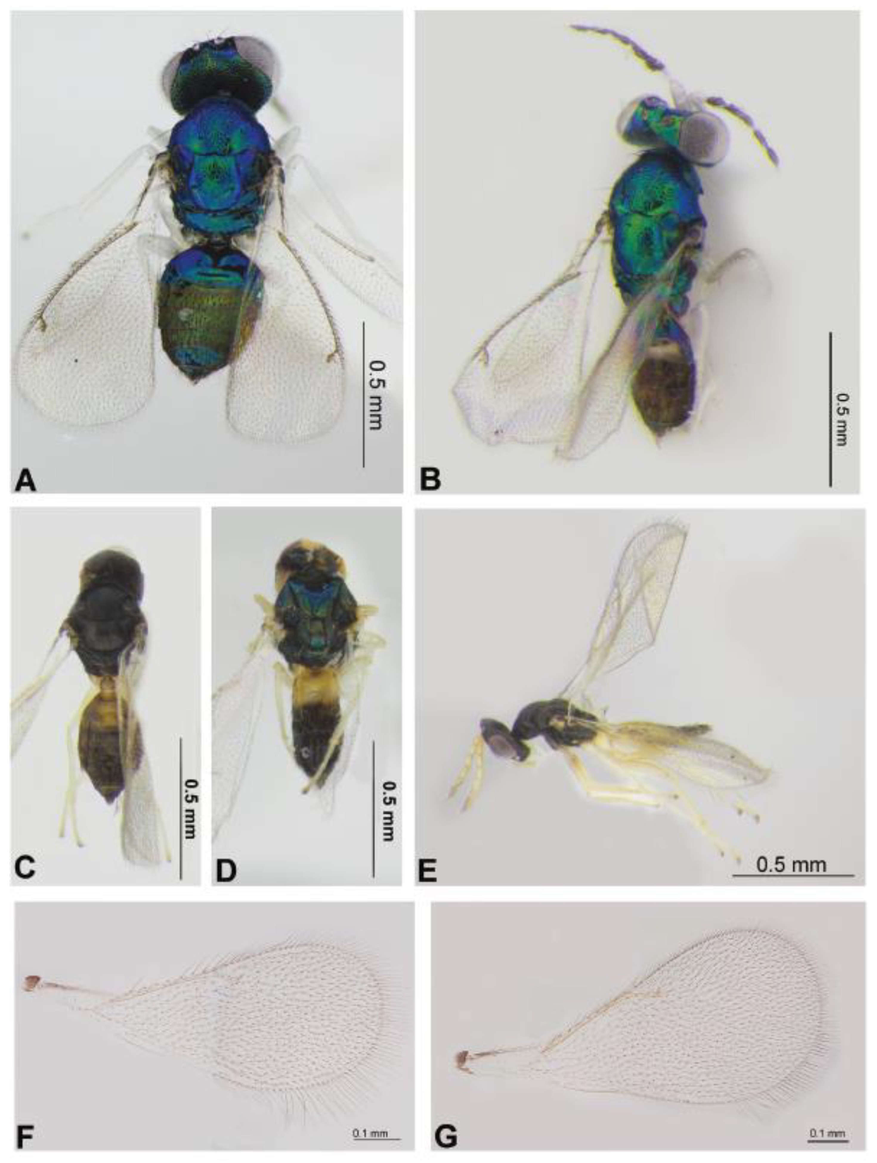 Mifune Dolphins vs. Nijigaoka Beetles, Major Wiki