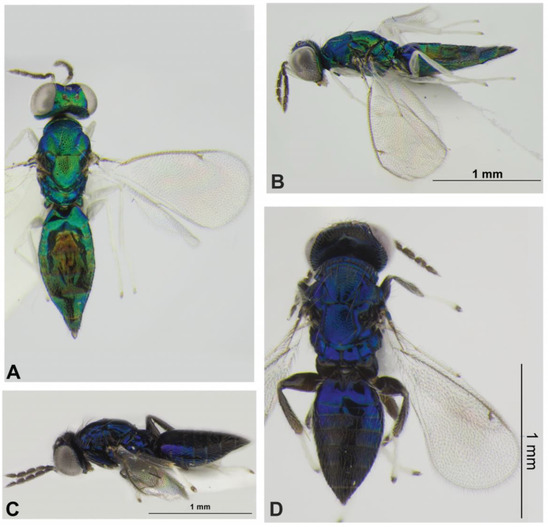 Diversity | Free Full-Text | The Hymenopterous Parasitoids