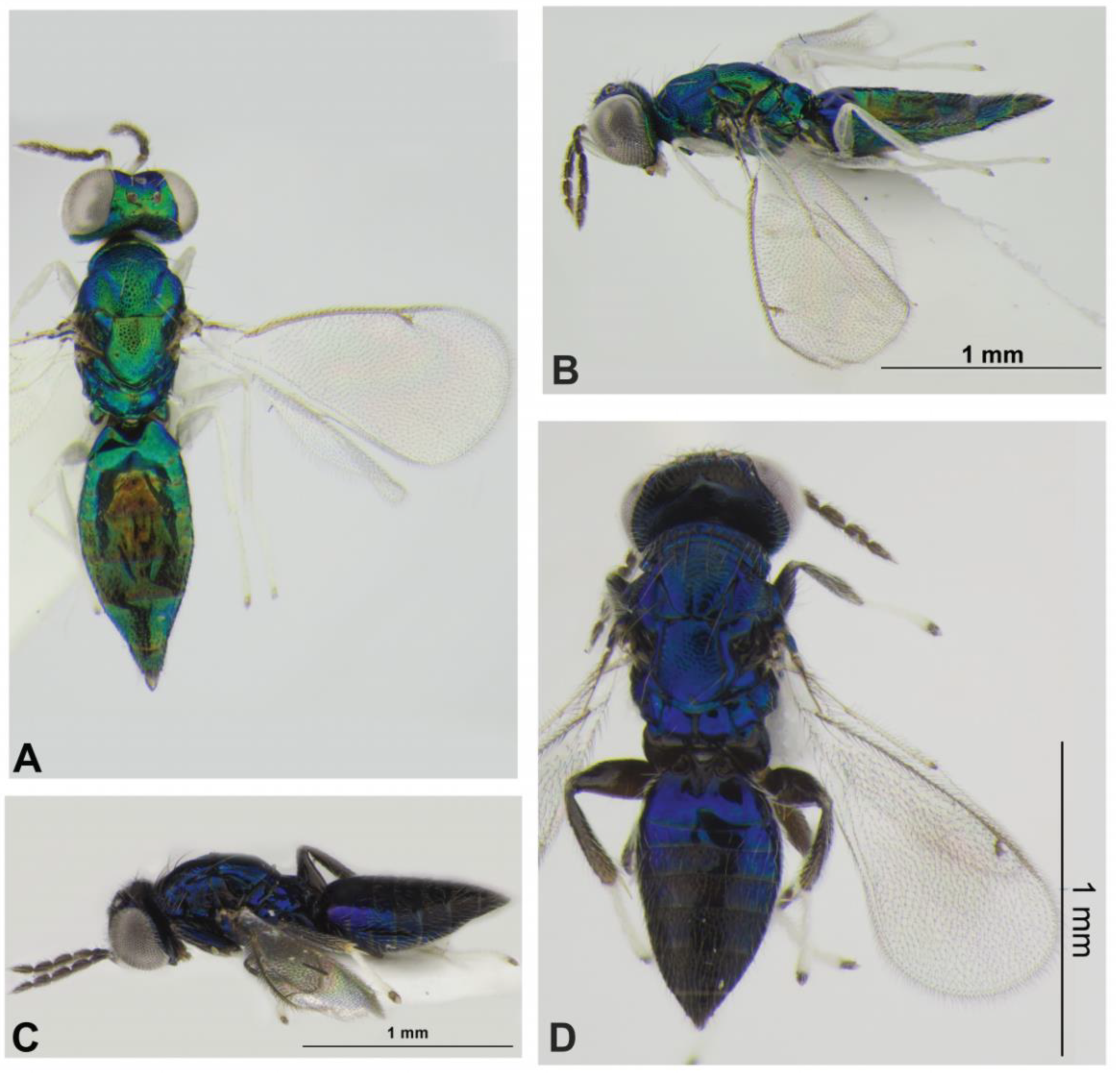 Diversity | Free Full-Text | The Hymenopterous Parasitoids of the