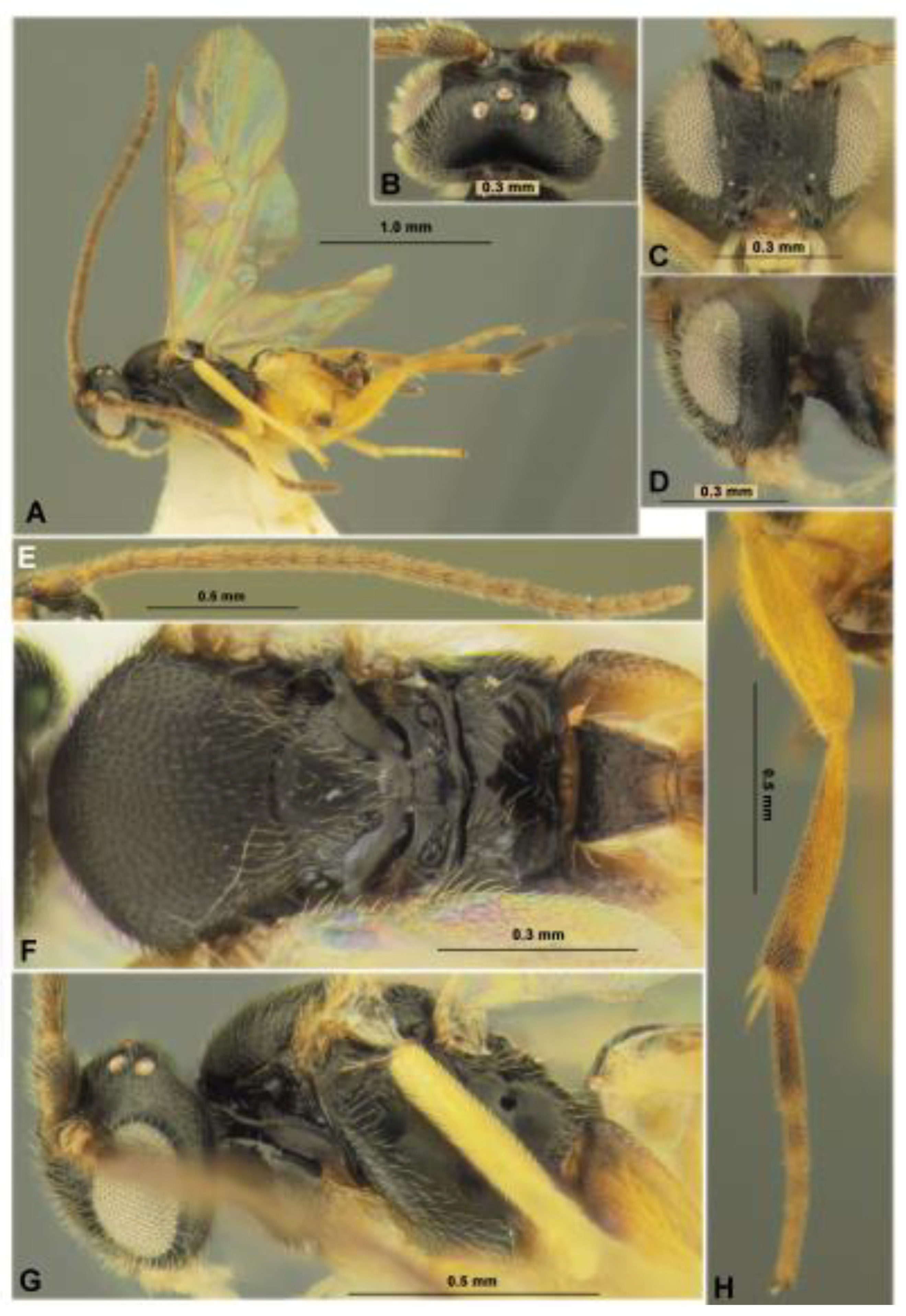 Mifune Dolphins vs. Nijigaoka Beetles, Major Wiki