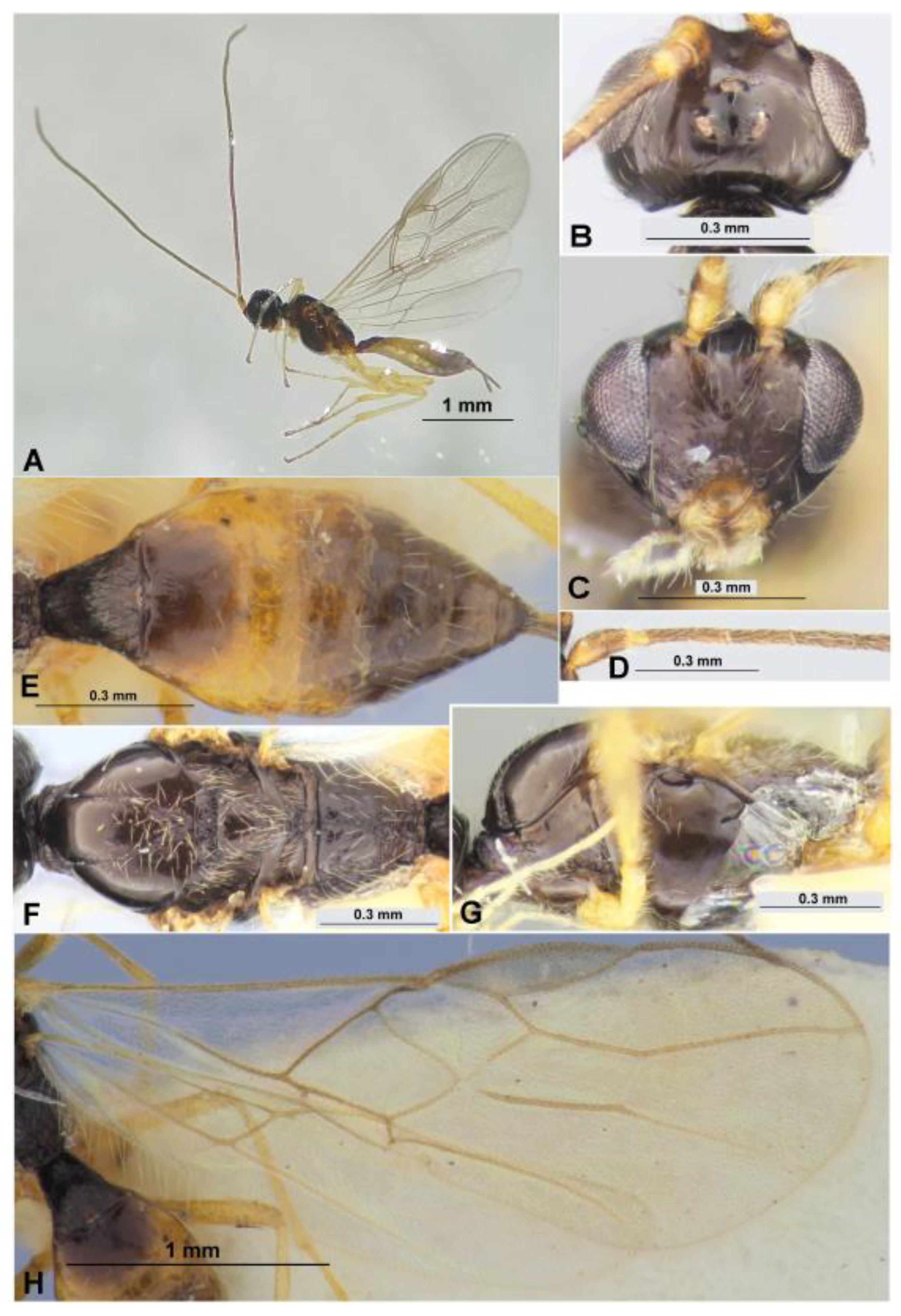 Mifune Dolphins vs. Nijigaoka Beetles, Major Wiki