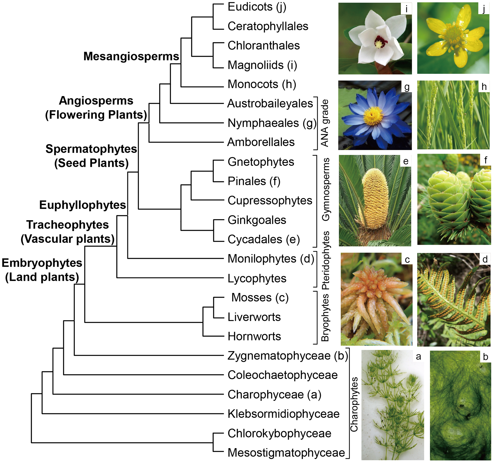 plant phylogenetic tree