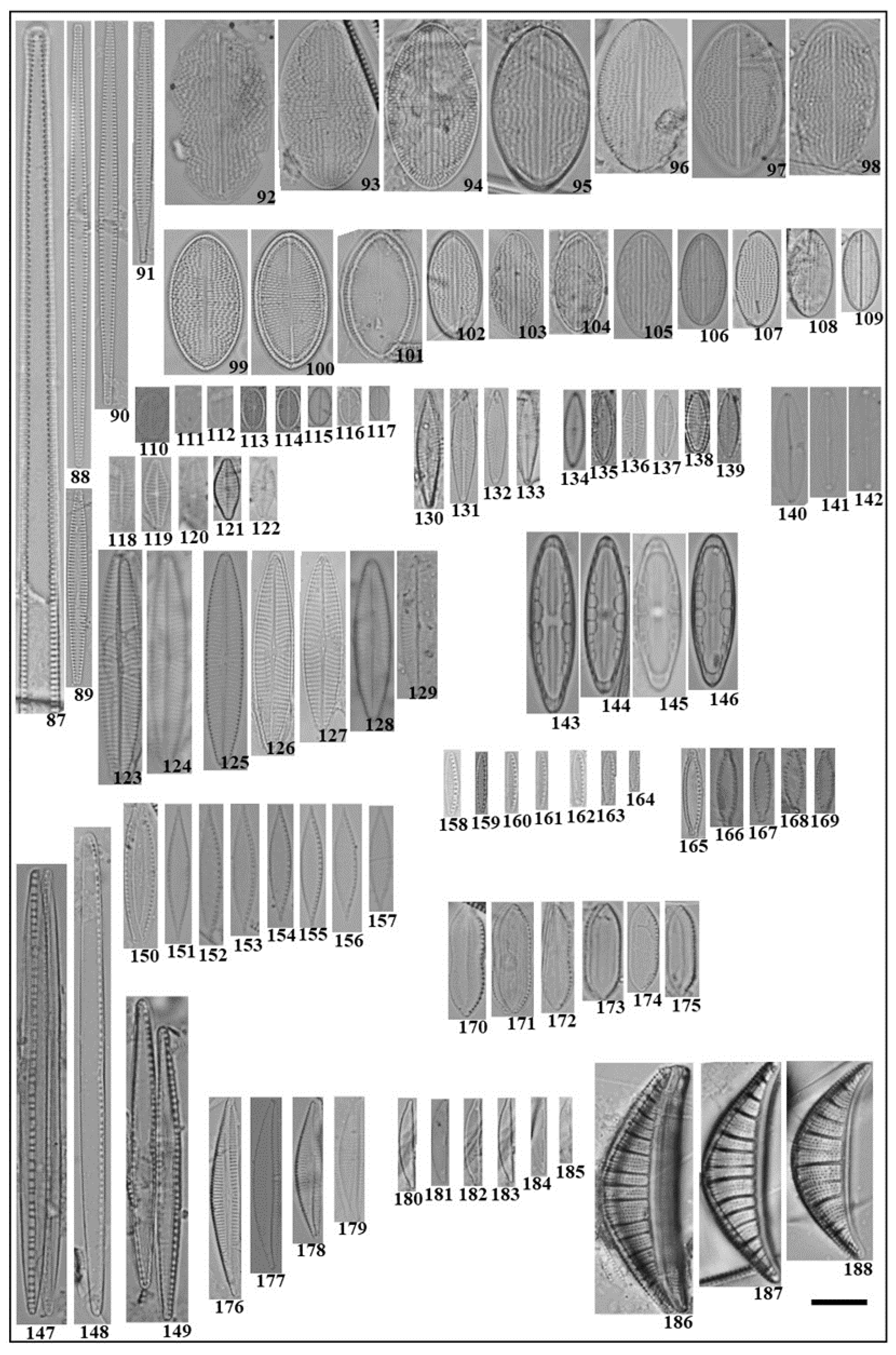 Diversity 14 00787 g004