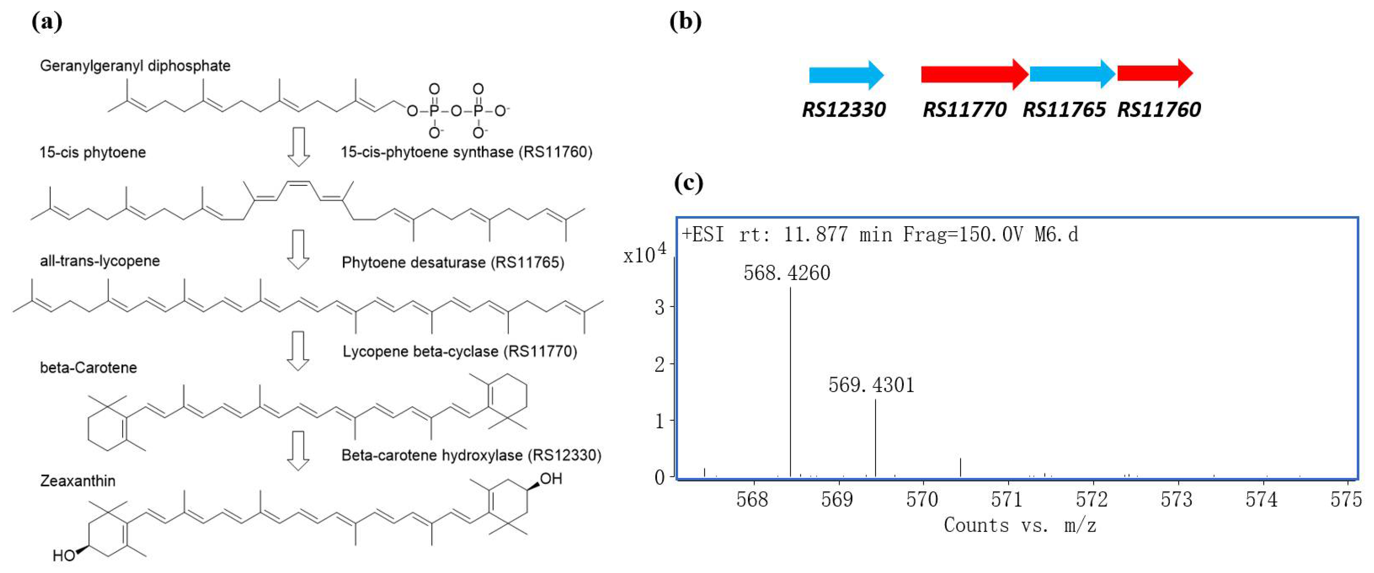 Diversity | Free Full-Text | Sandaracinobacteroides saxicola sp