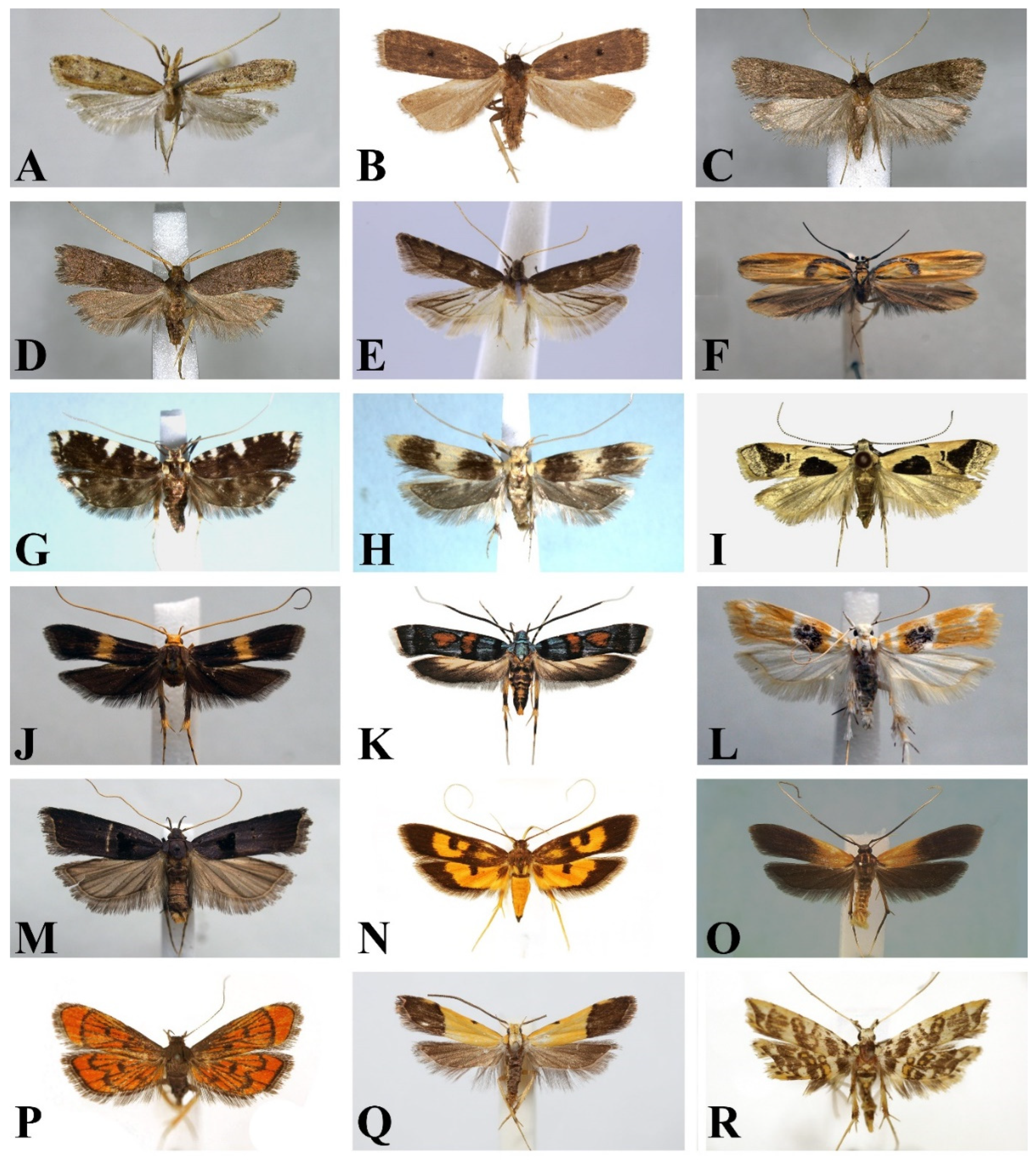 Diversity | Free Full-Text | Global Biodiversity of the Family