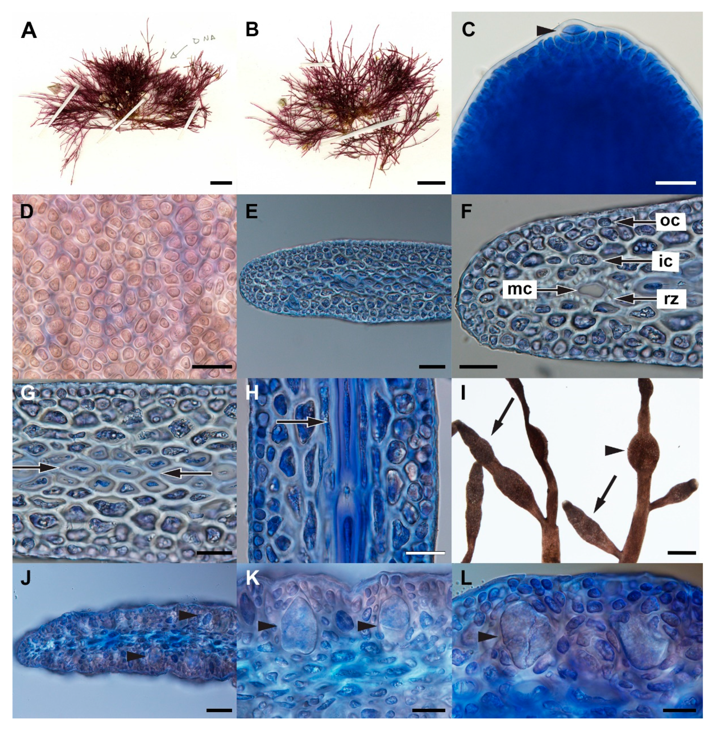 Diversity 14 00826 g004 Diversity 14 00826 g004