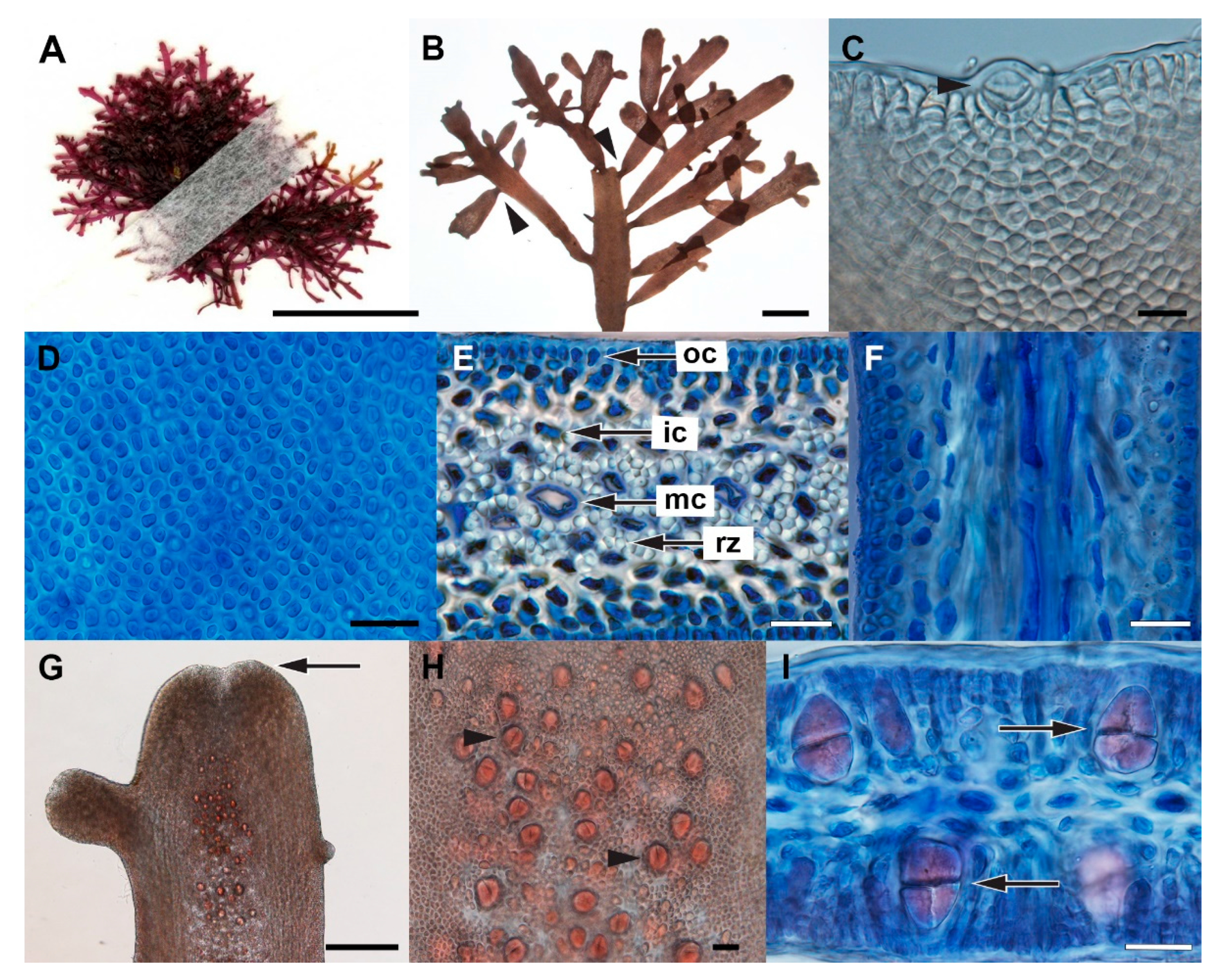 Diversity 14 00826 g005 Diversity 14 00826 g005