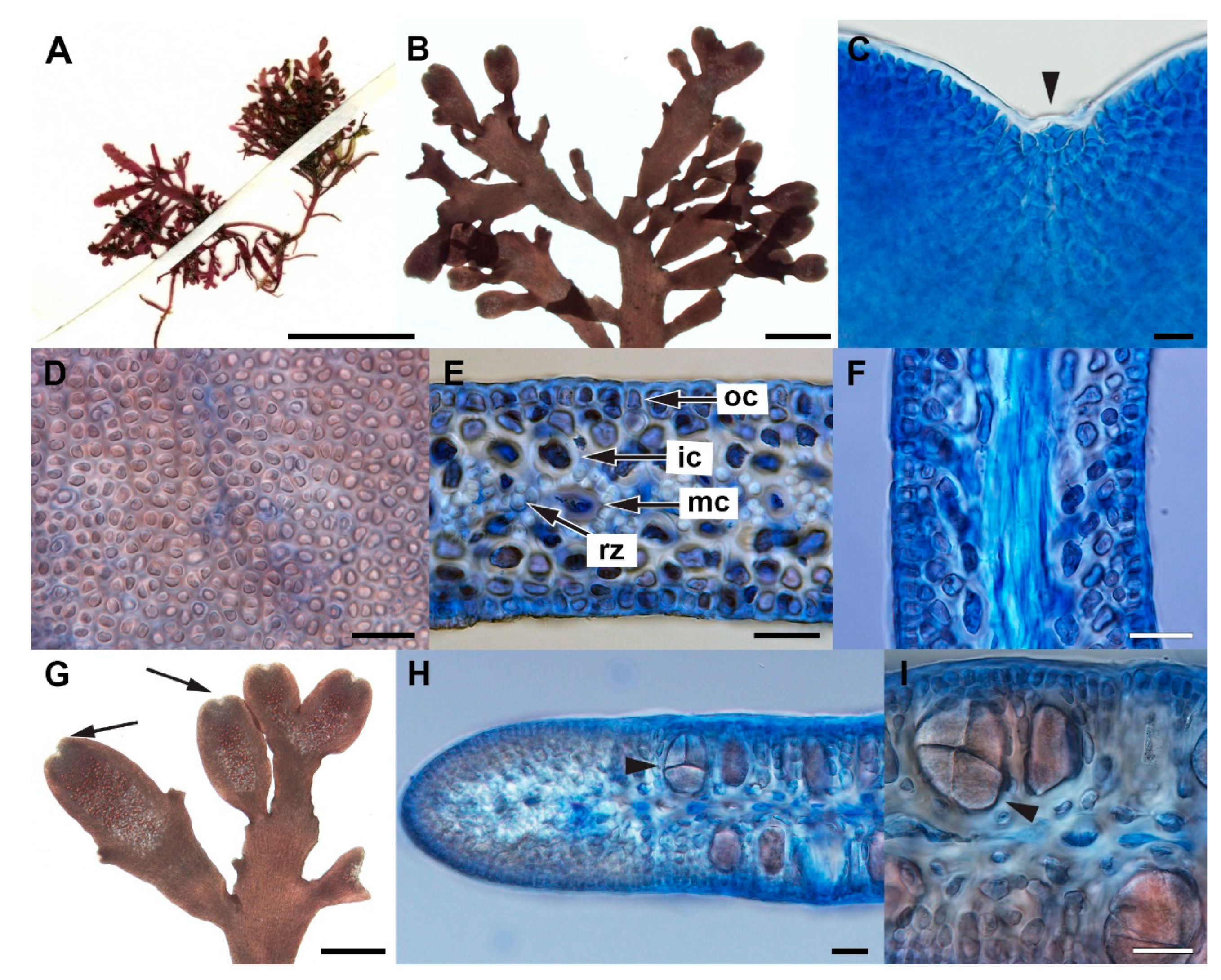 Diversity 14 00826 g006 Diversity 14 00826 g006