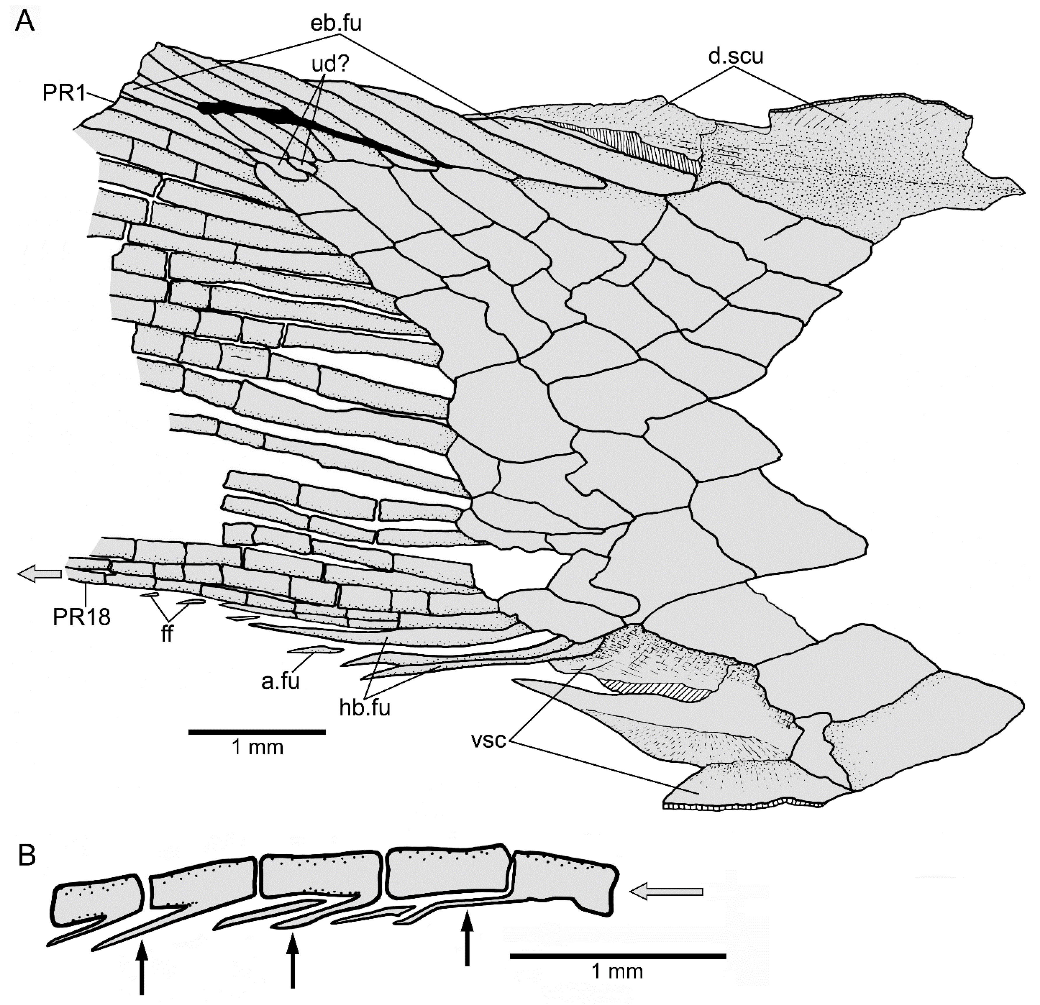 Journal of Vertebrate Paleontology: Vol 23, No sup003