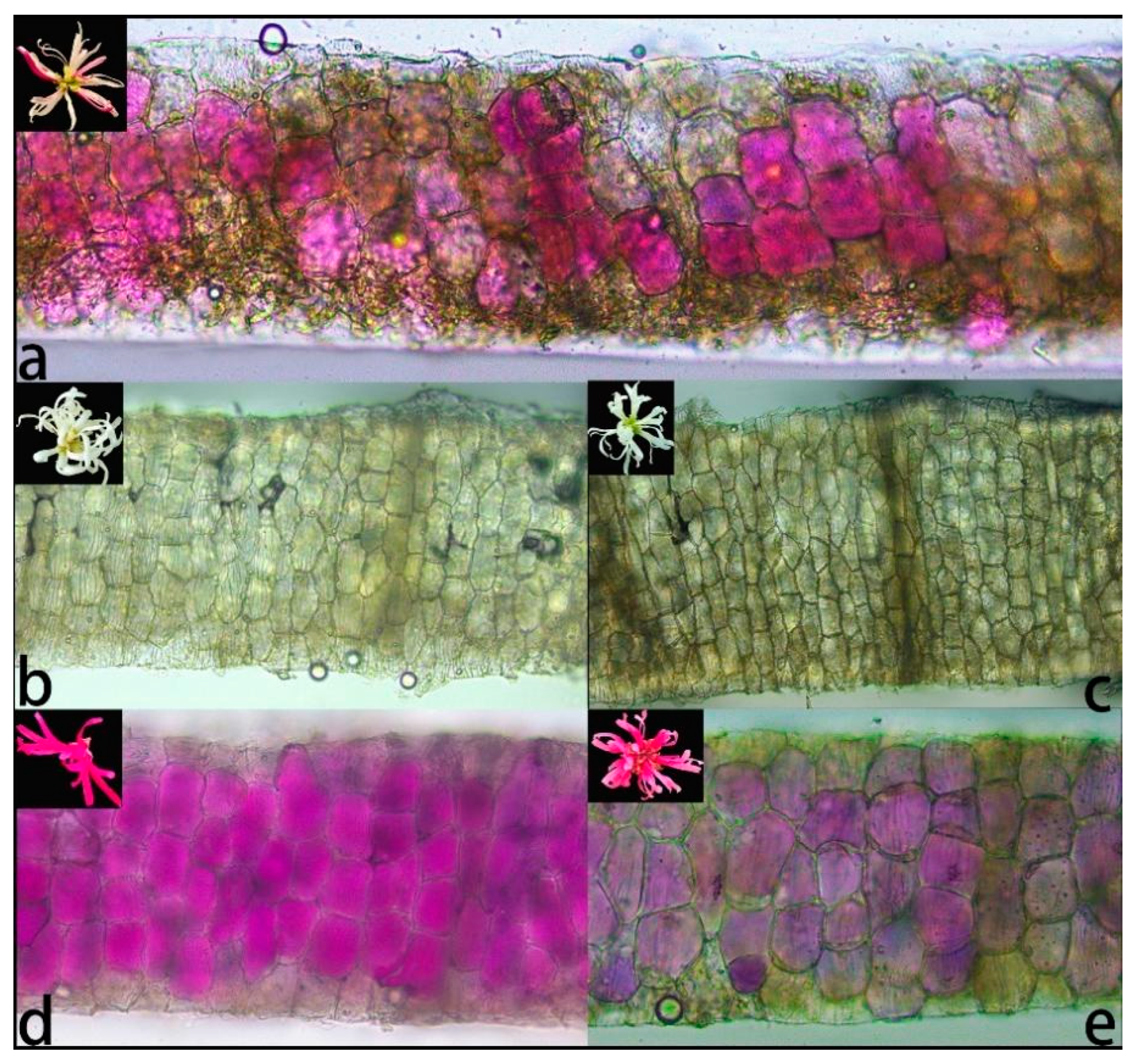 Diversity 14 00913 g005 Diversity 14 00913 g005