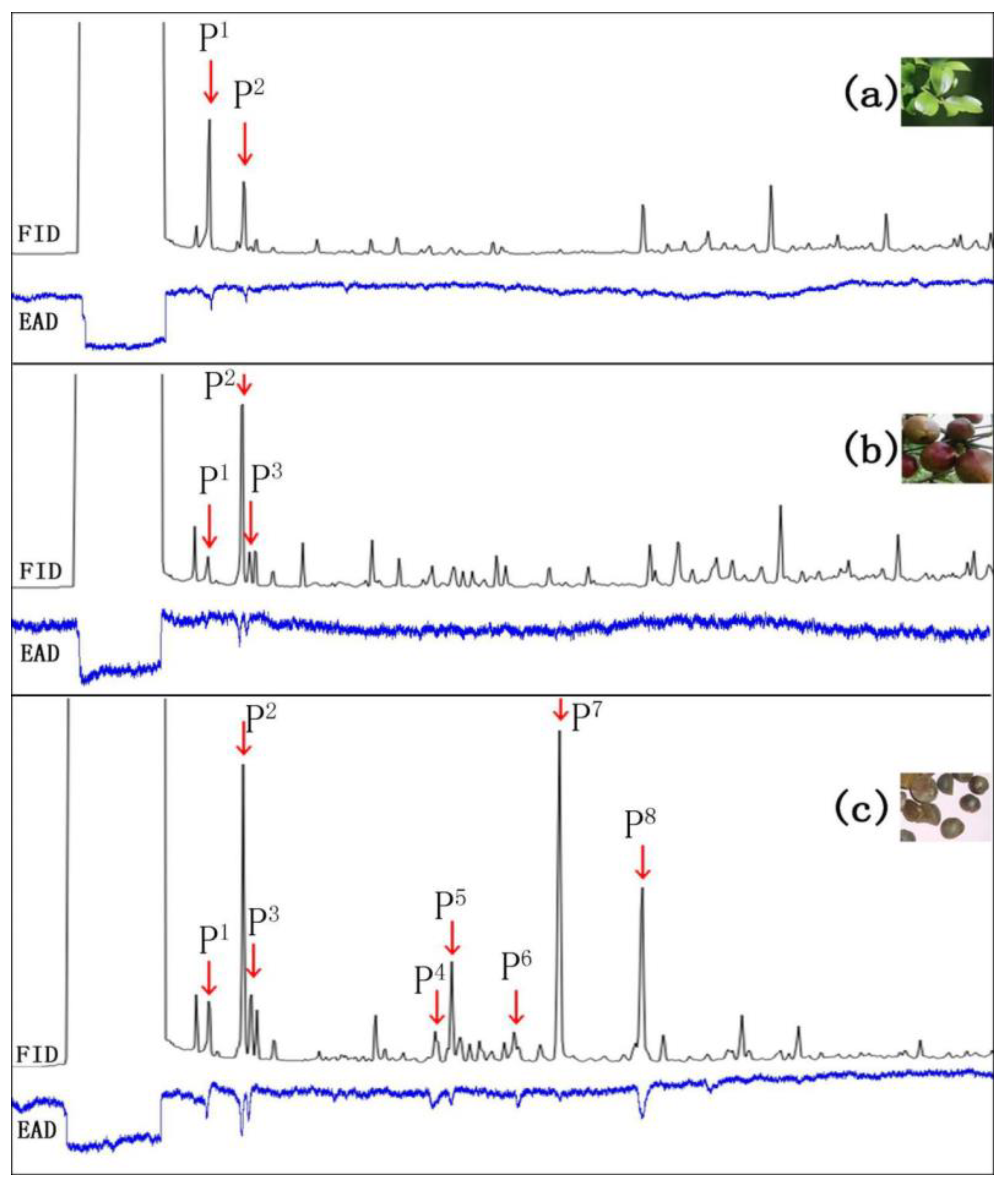 Diversity 14 00951 g003