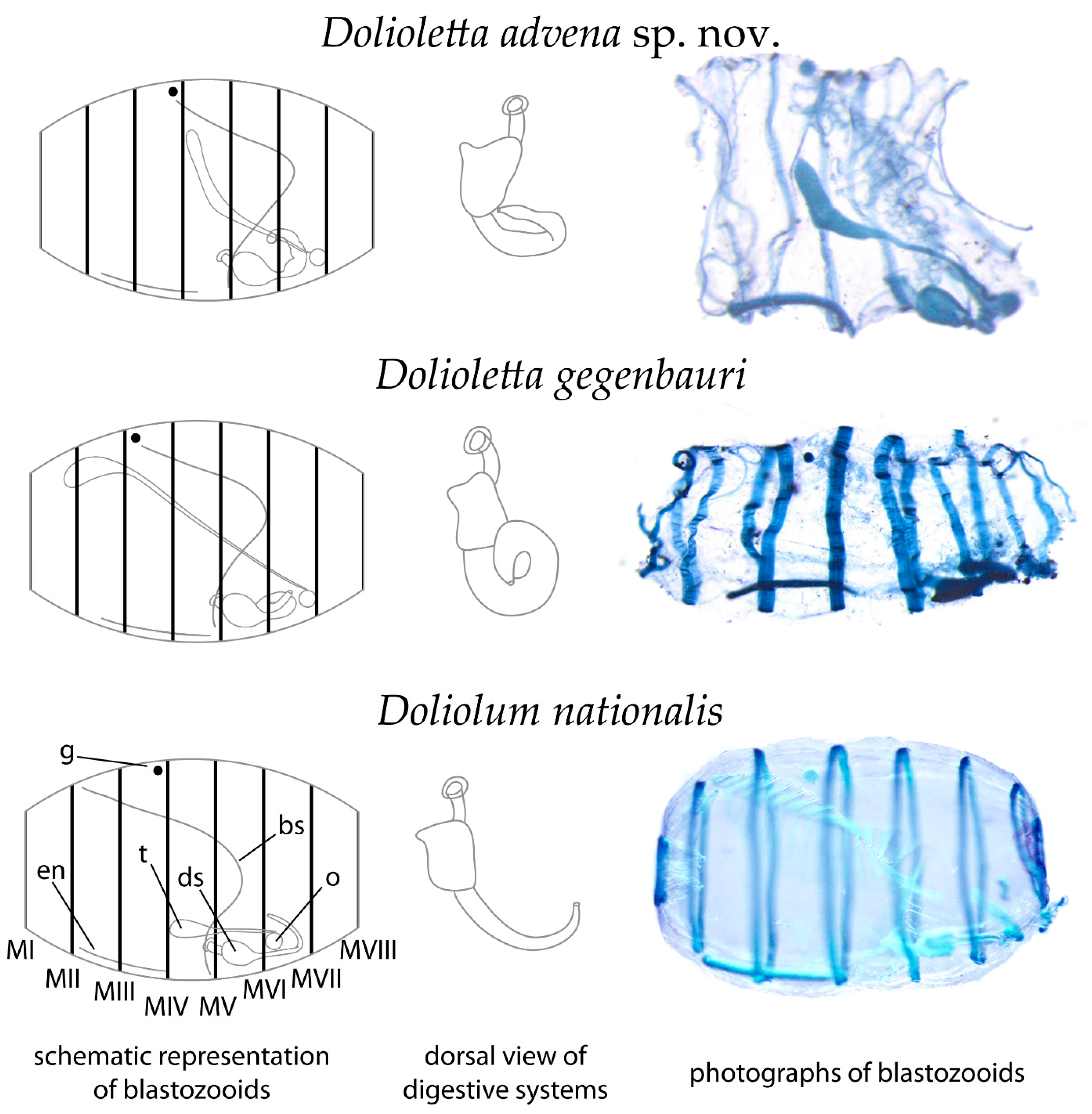 Diversity 14 00959 g006 Diversity 14 00959 g006