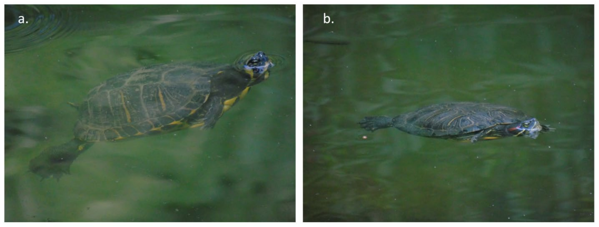 Diversity 14 01018 g003 Diversity 14 01018 g003