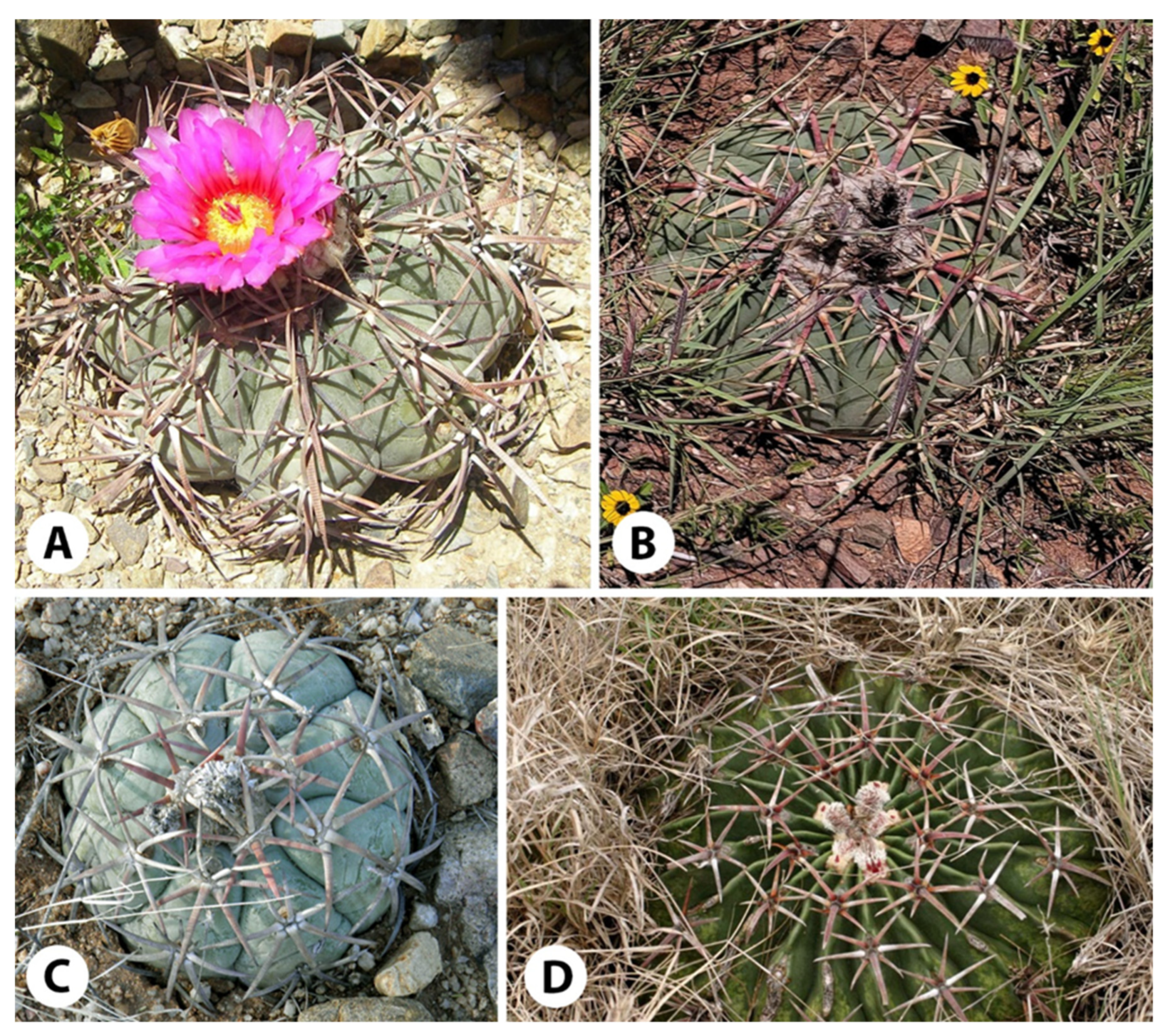 Diversity 14 01020 g001 Diversity 14 01020 g001