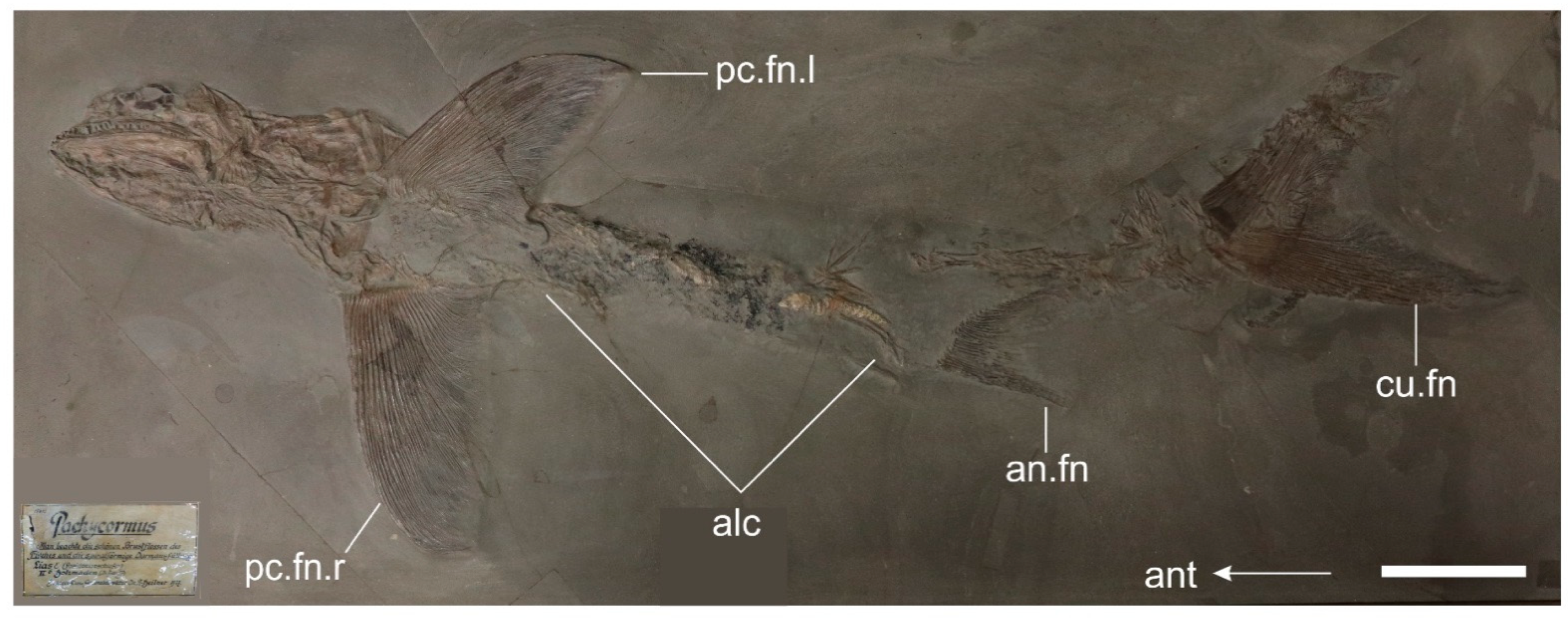 Diversity 14 01026 g002