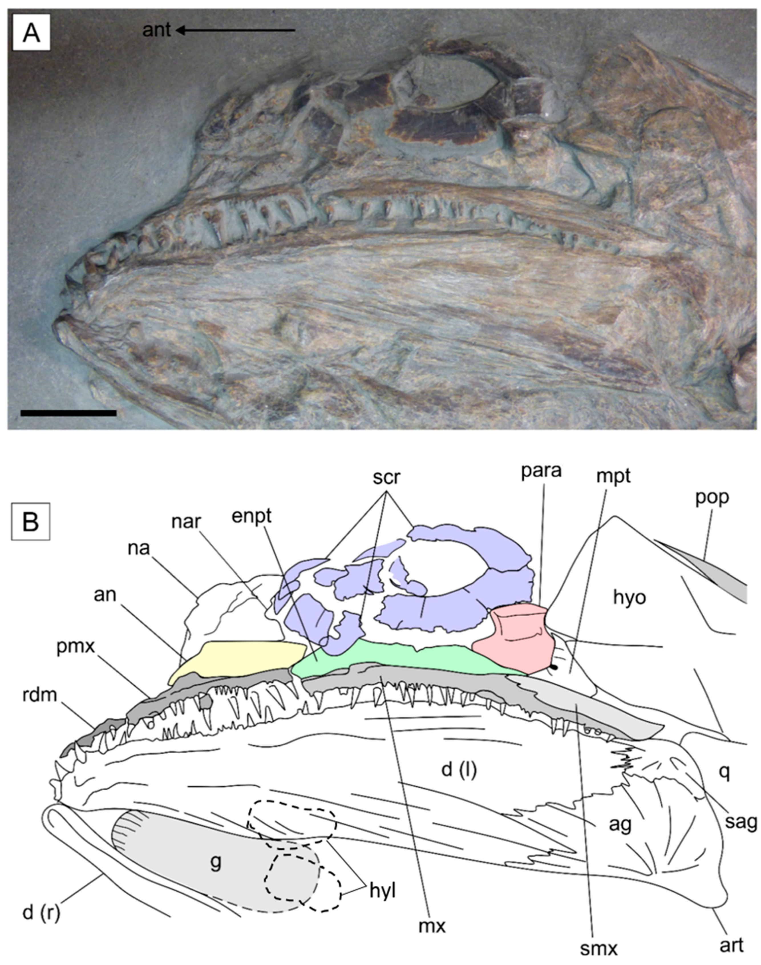 Diversity 14 01026 g004