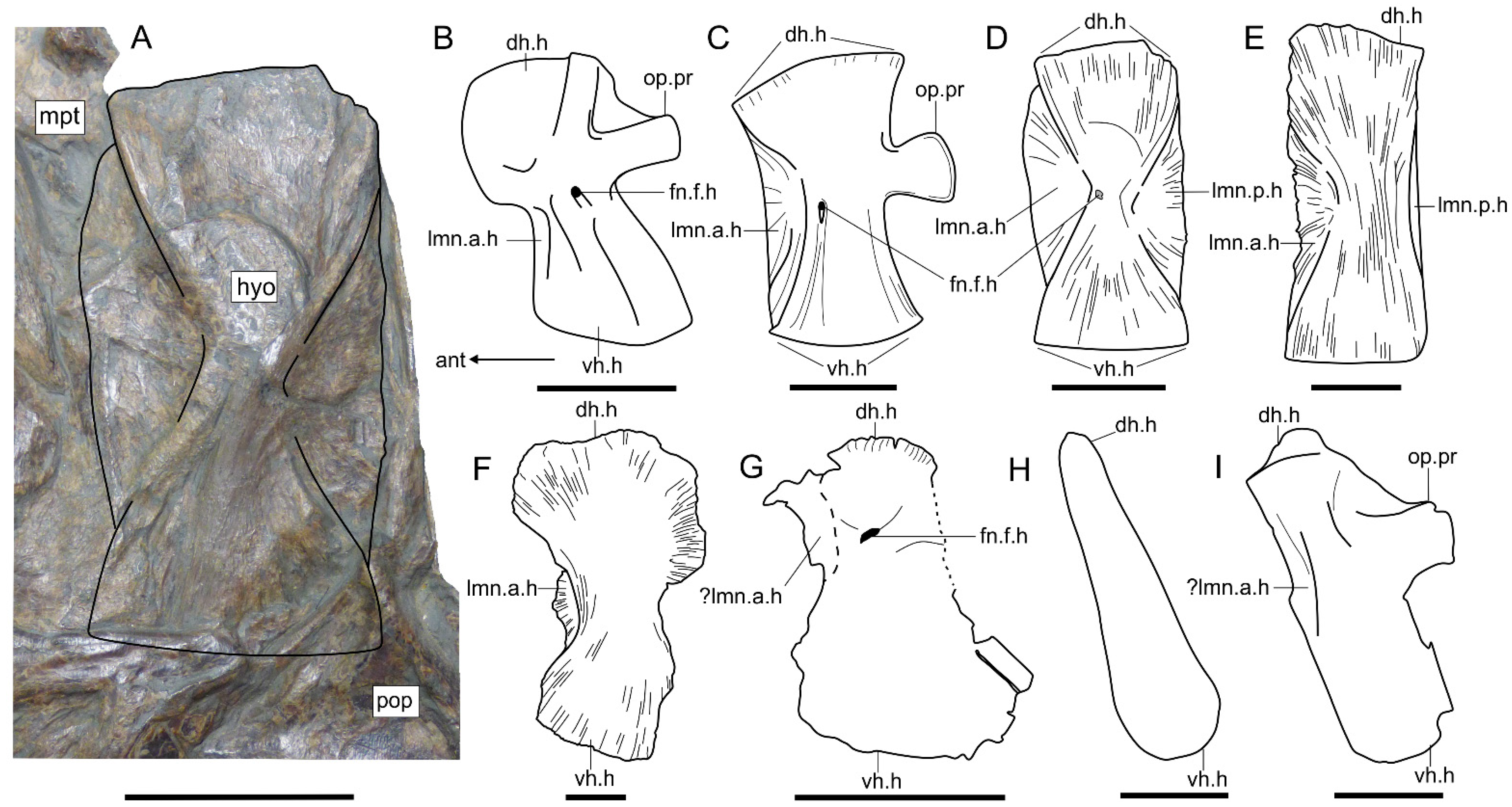 Diversity 14 01026 g005