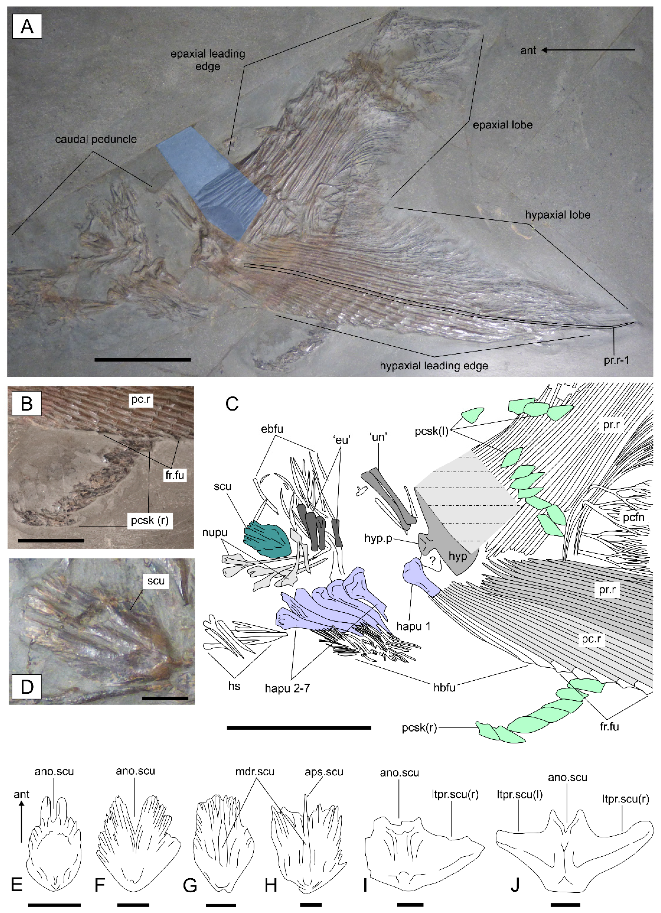Diversity 14 01026 g007