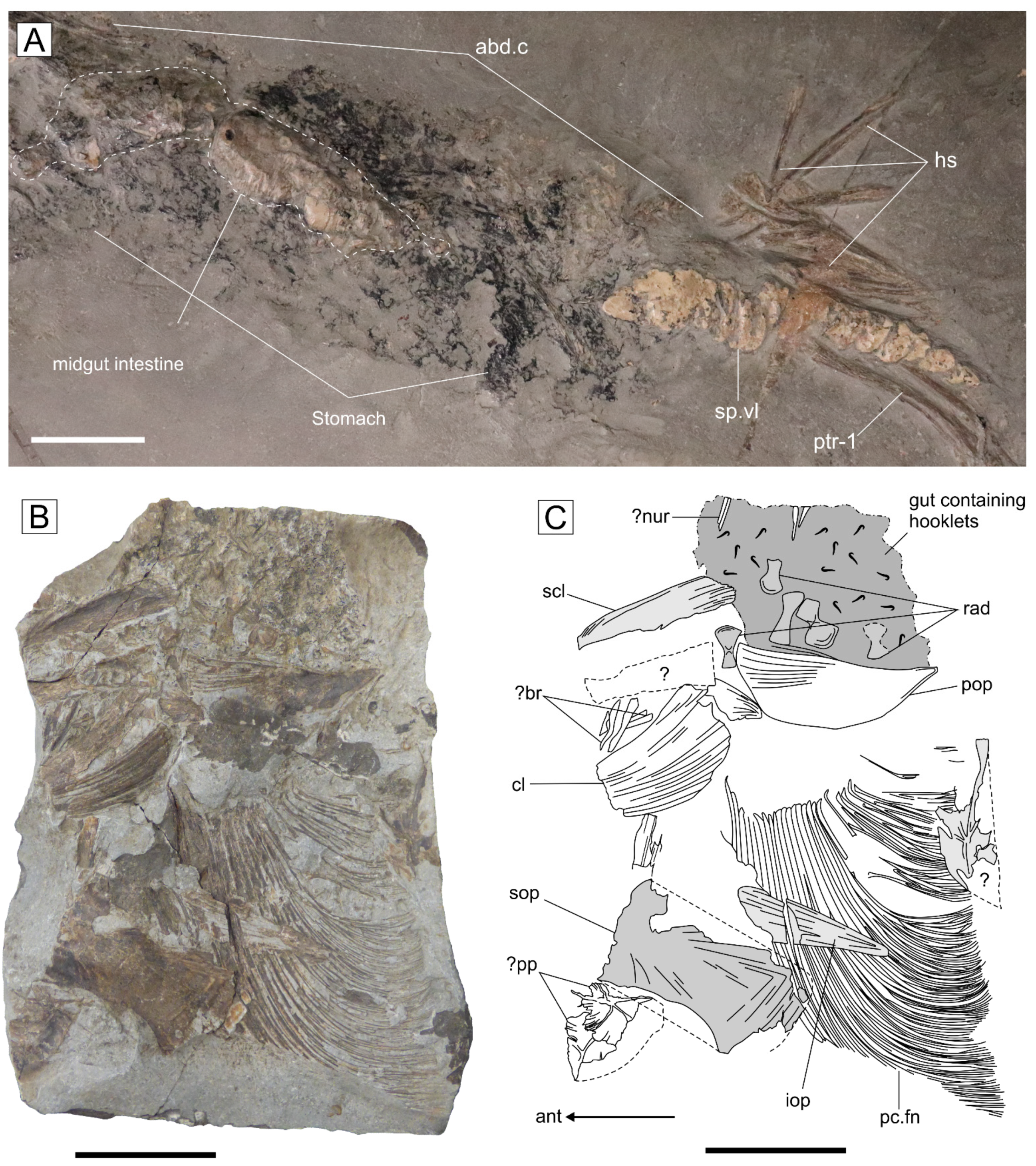 Diversity 14 01026 g008