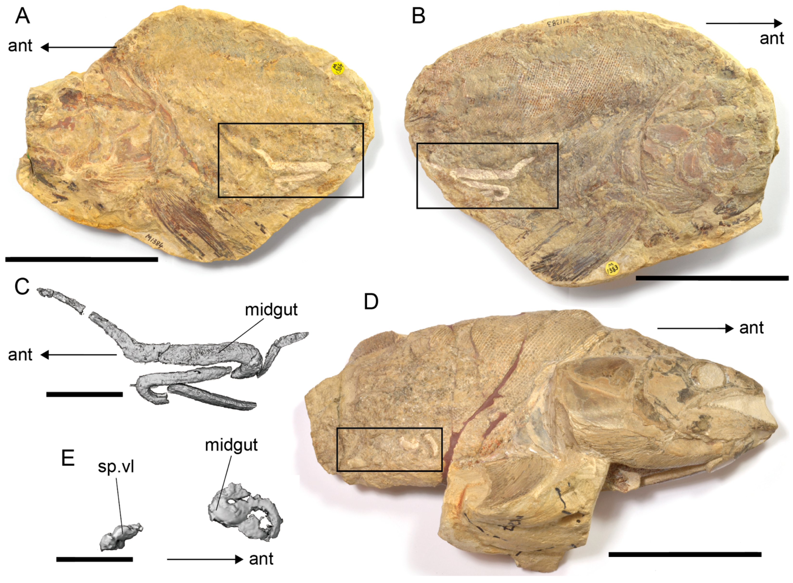 Diversity 14 01026 g011