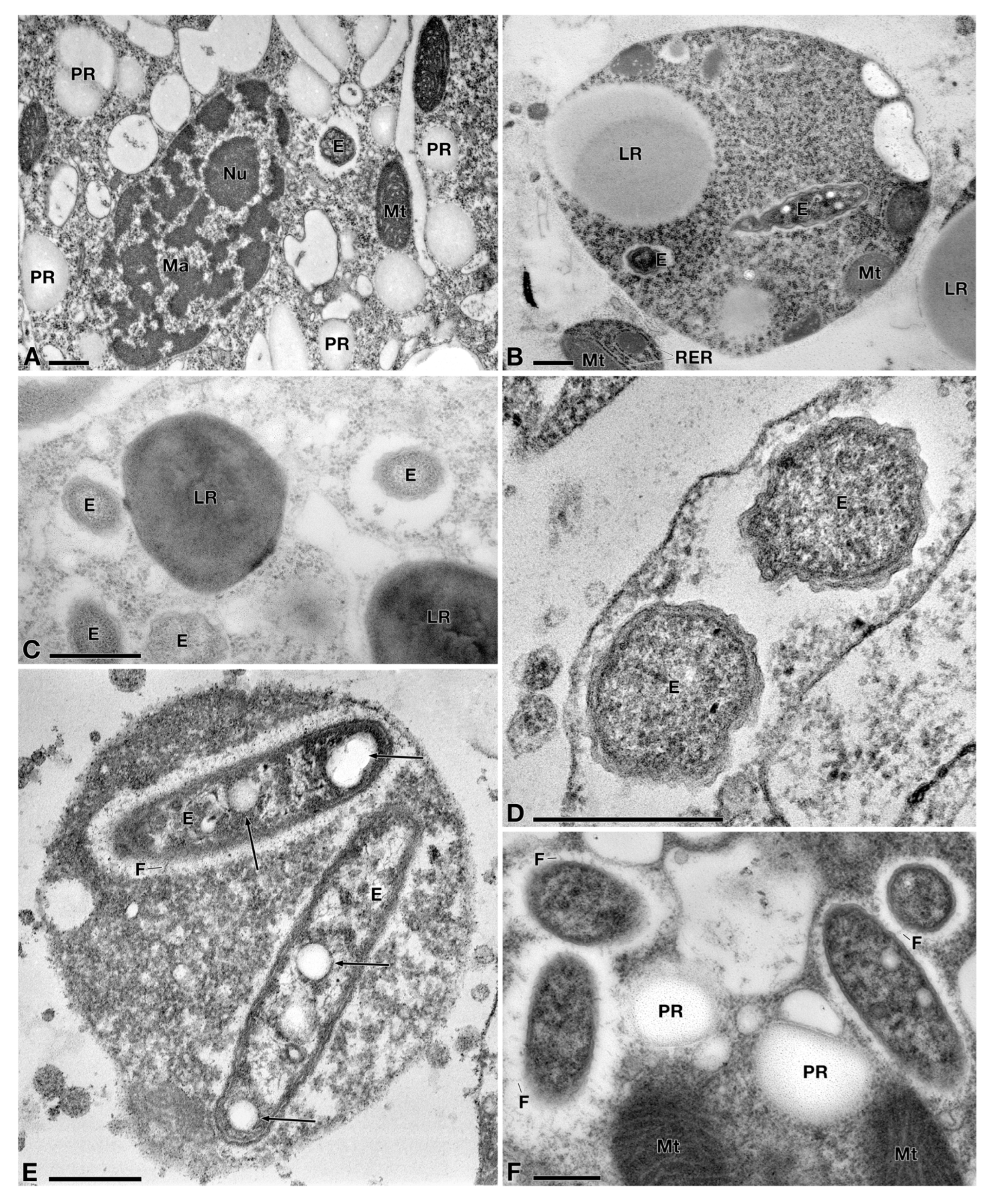 Diversity 14 01032 g002